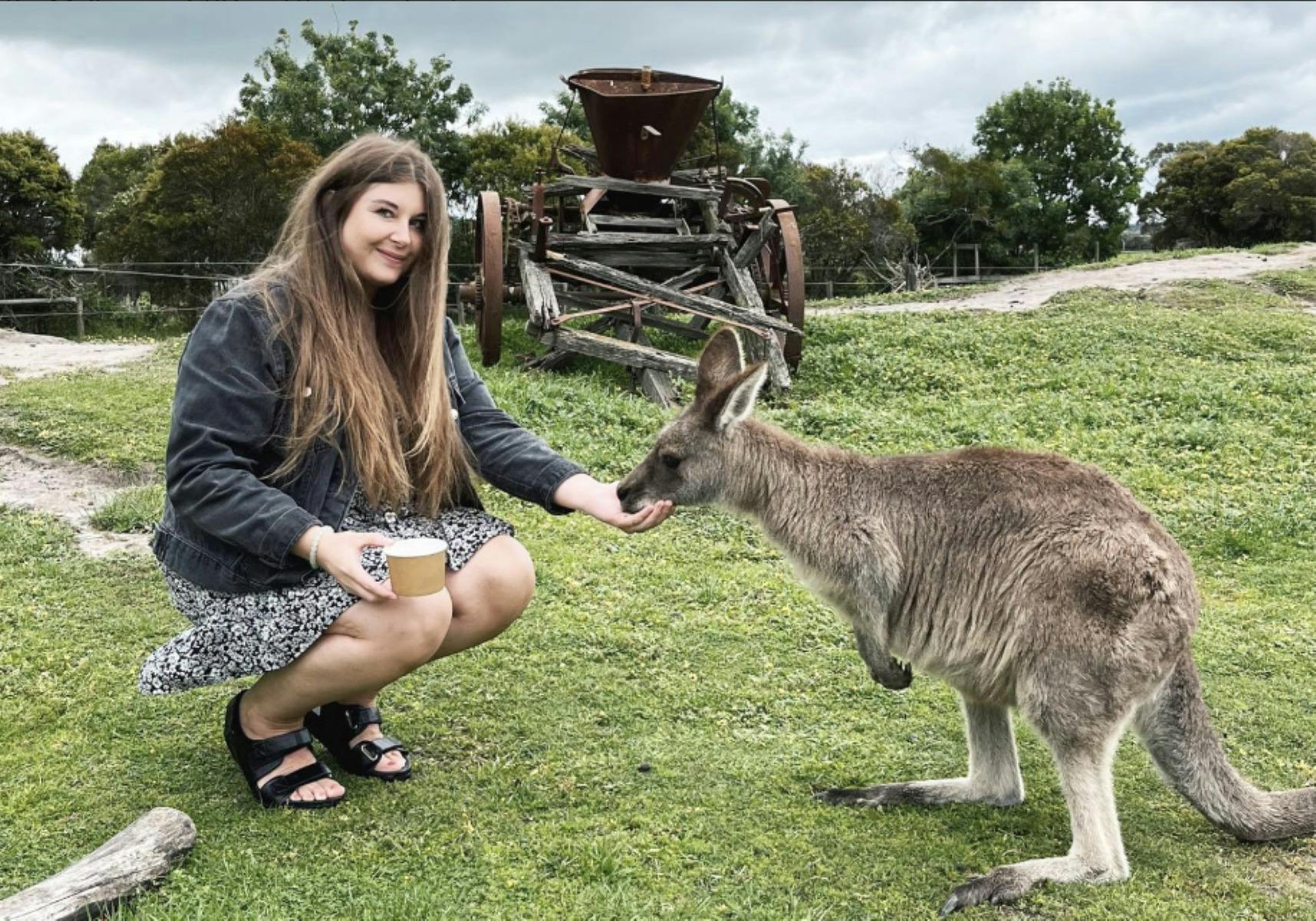 Feeding a kangaroo