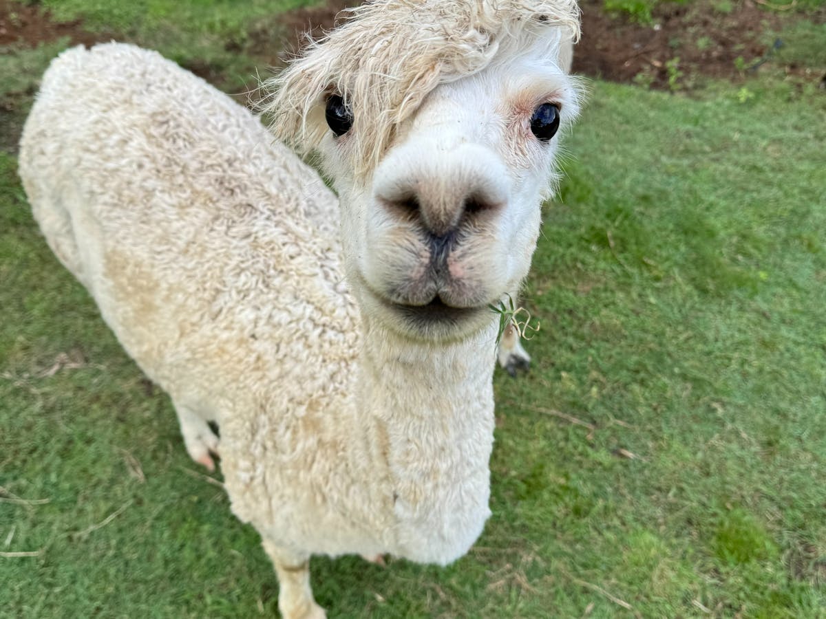 Alpaca