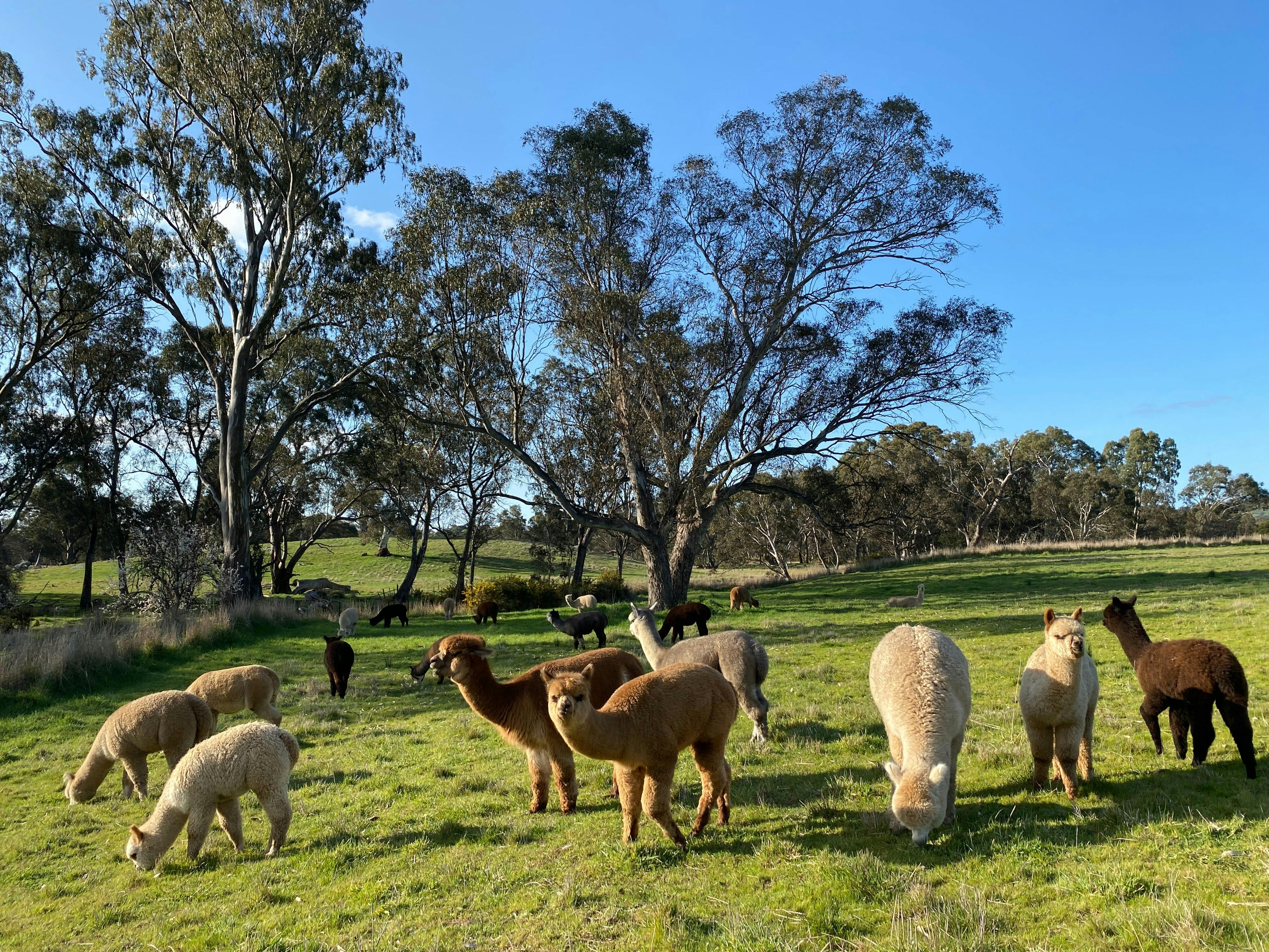 Introduction to Alpacas