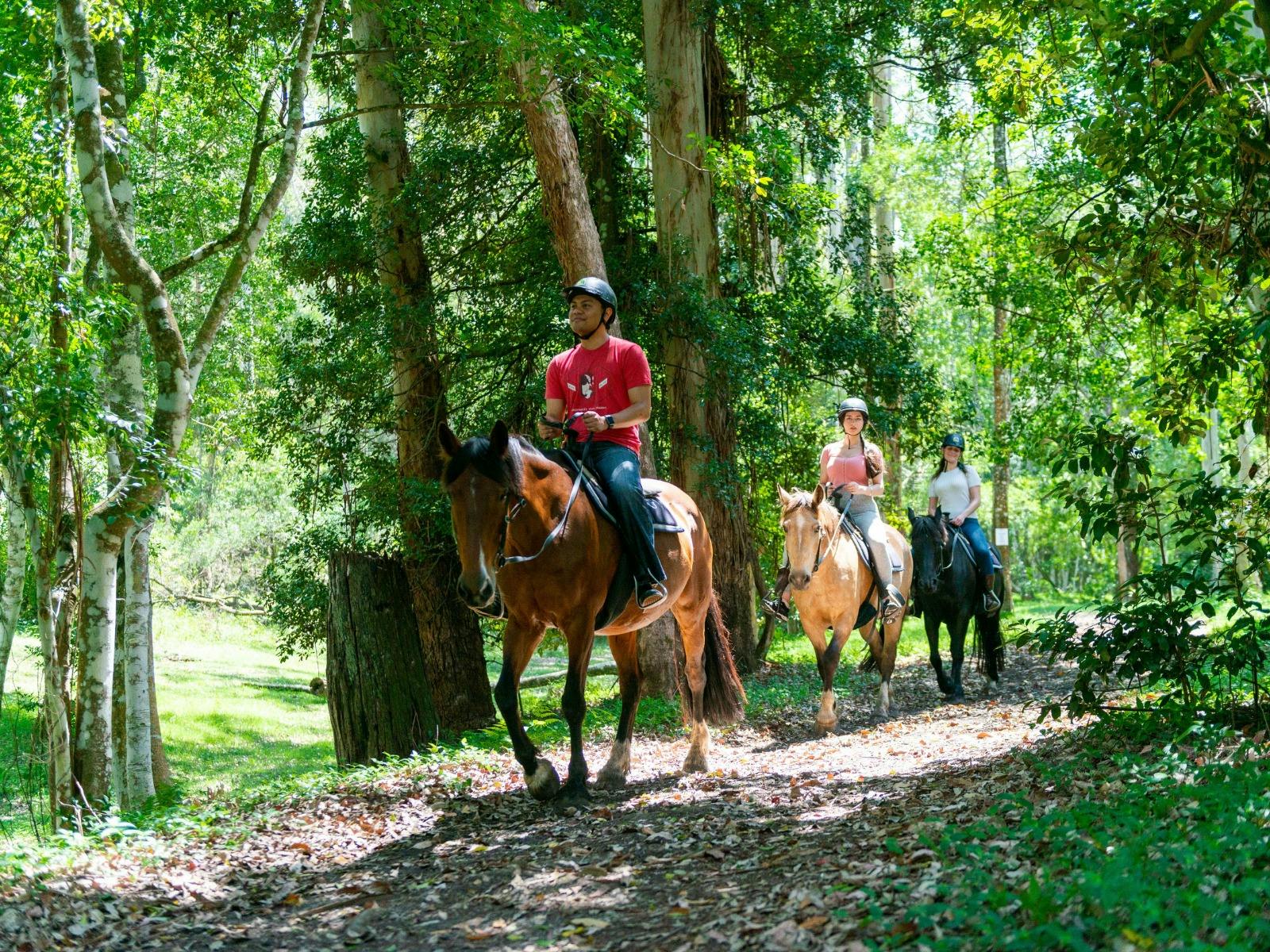 Glenworth Valley Wilderness Adventures Horse Riding