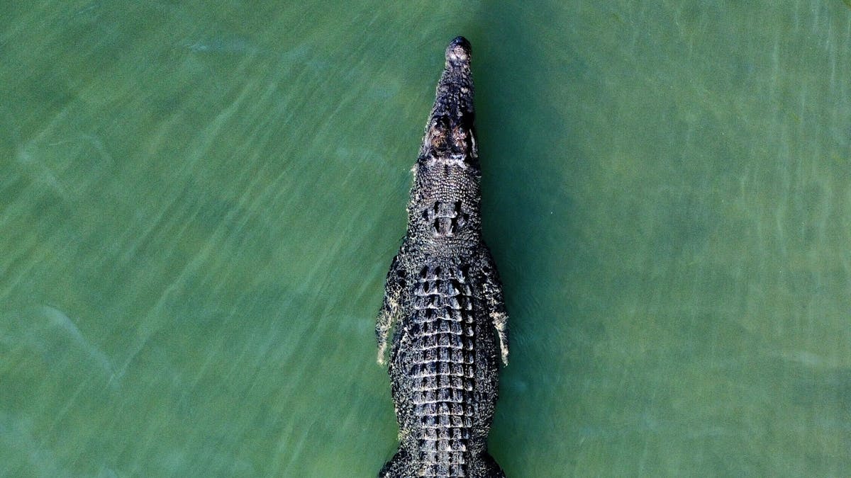 croccodile Daintree river private tour