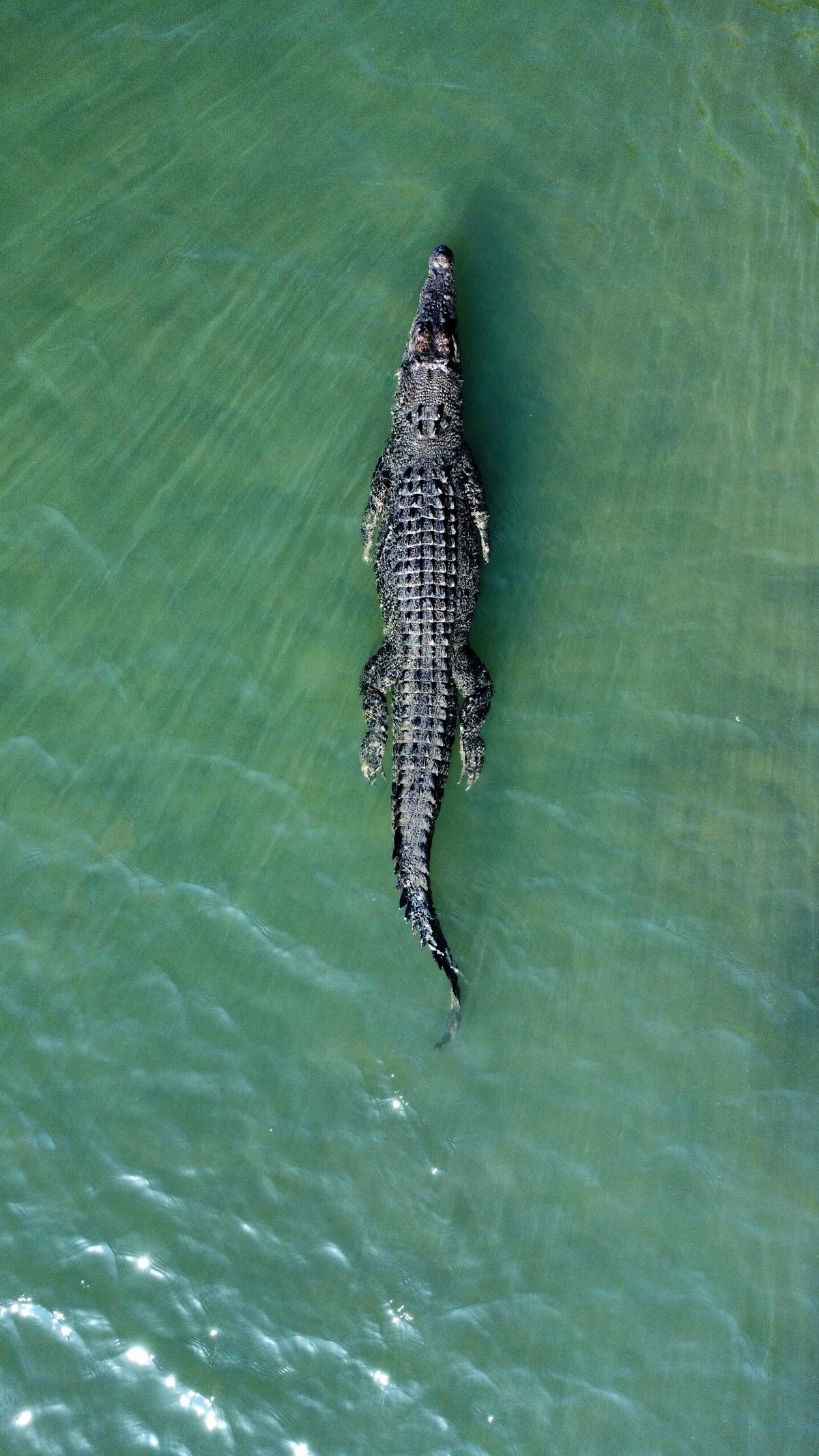 croccodile Daintree river private tour