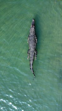 croccodile Daintree river private tour