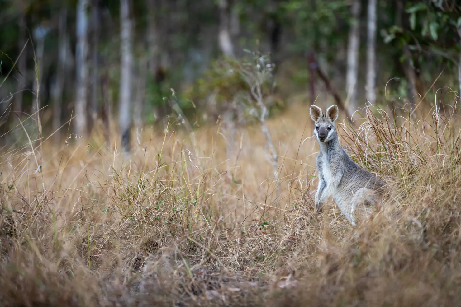 Brooyar State Forest Wildlife