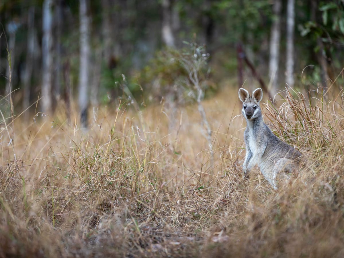 Brooyar State Forest Wildlife Brooyar State Forest Wildlife