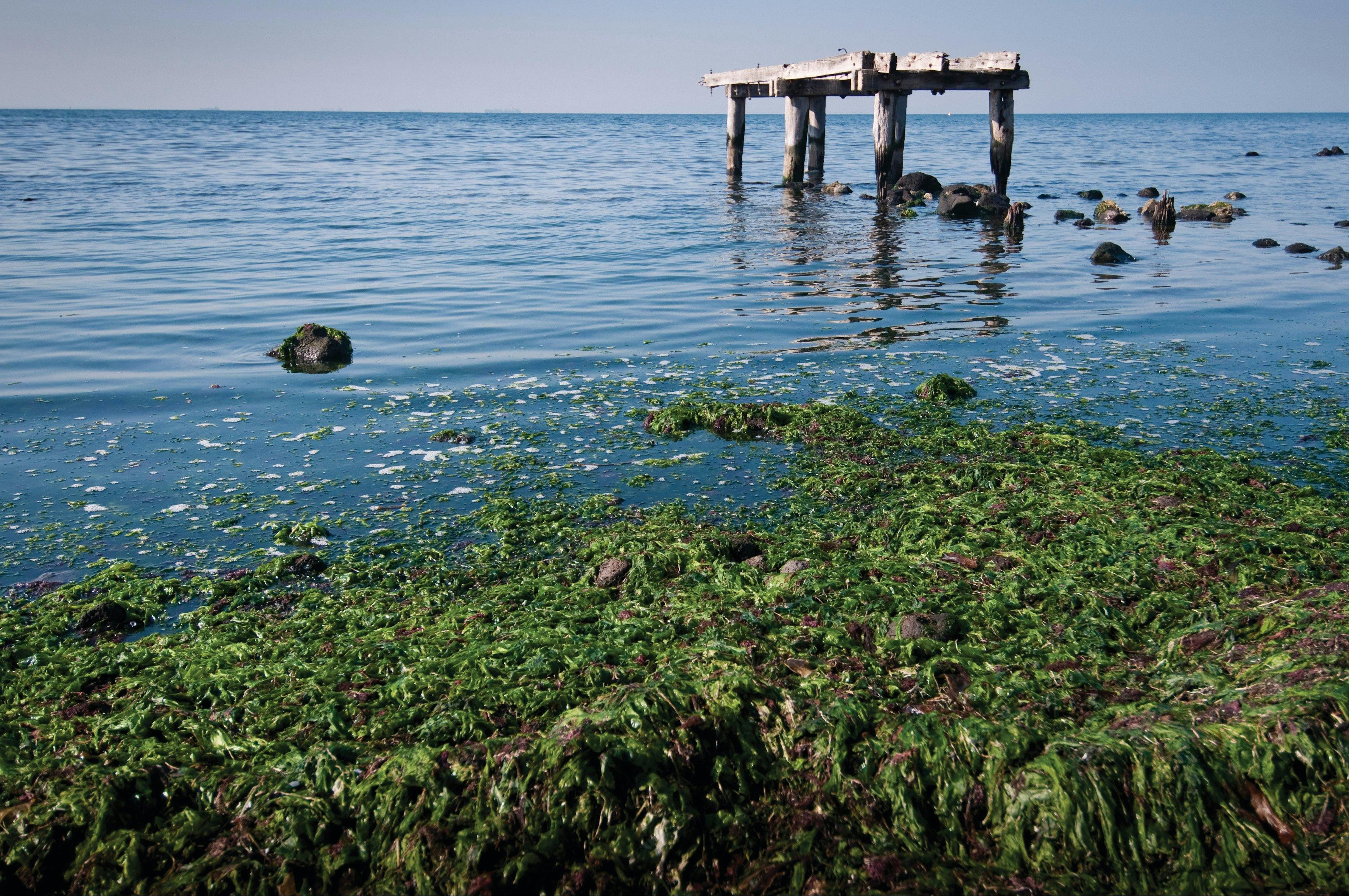 Point Cooke Marine Sanctuary