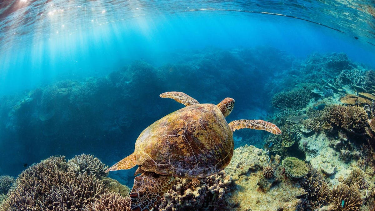 Heron Island
