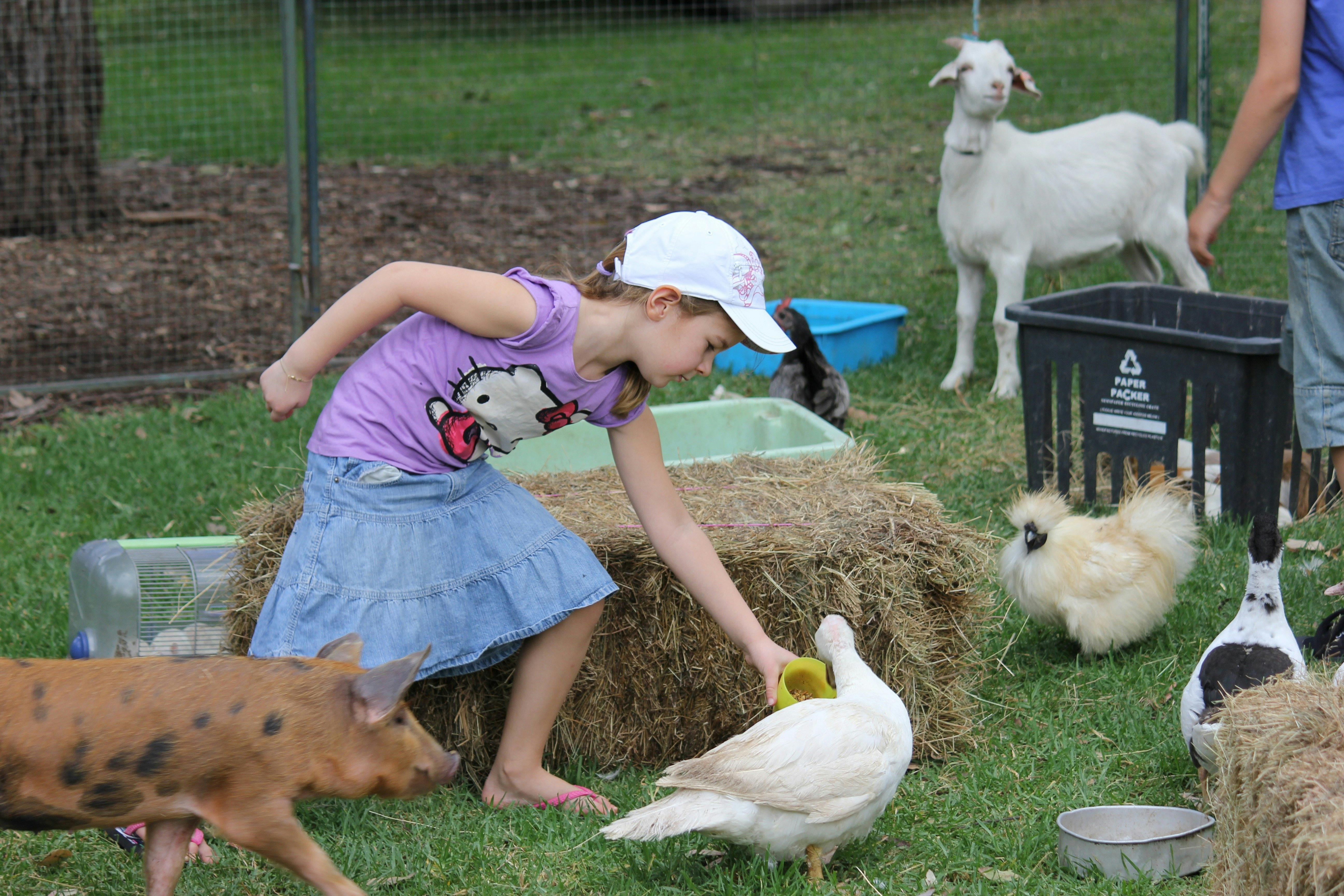 Rain Hayne and Shine Farmyard