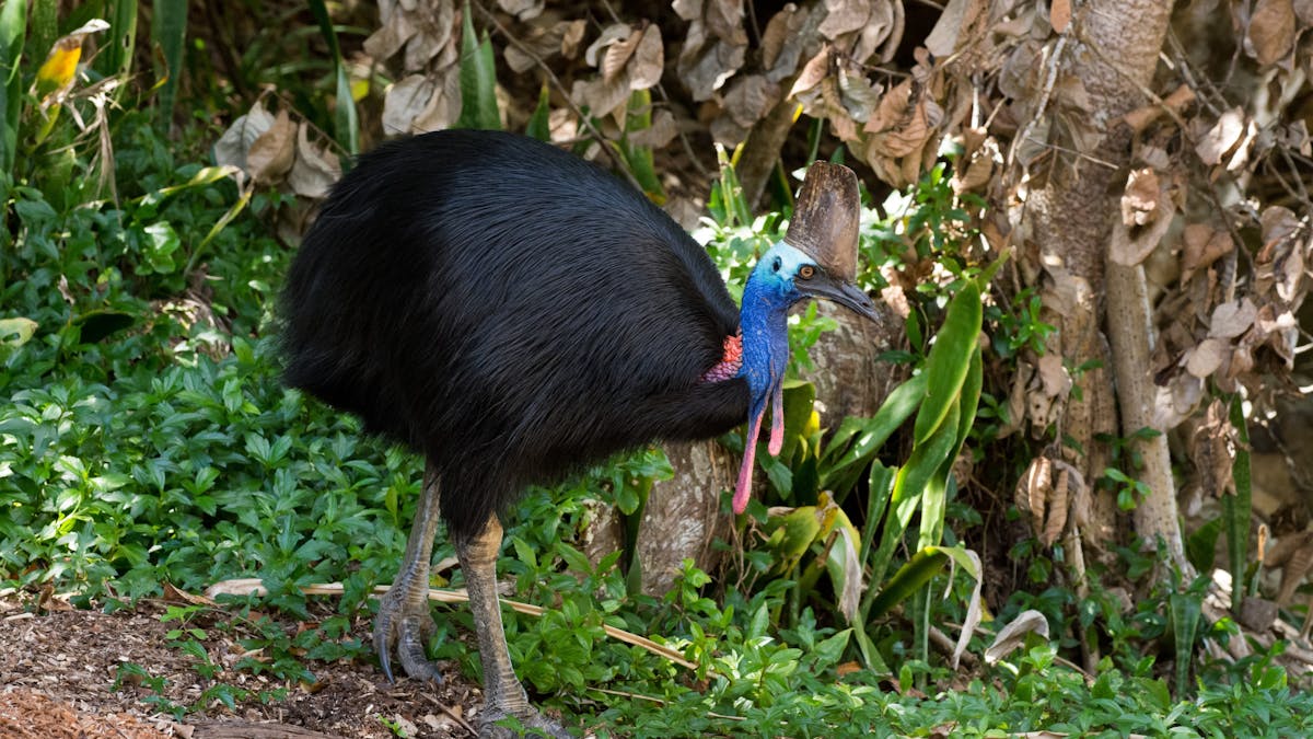 Southern Cassowary walking