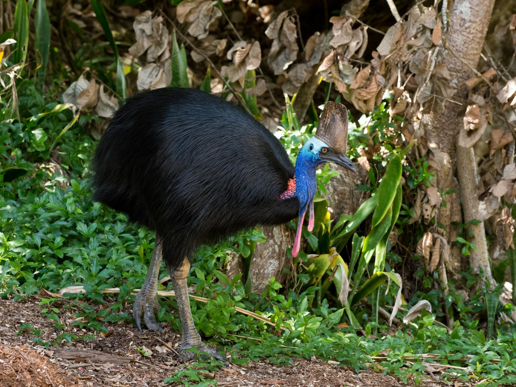 Southern Cassowary walking