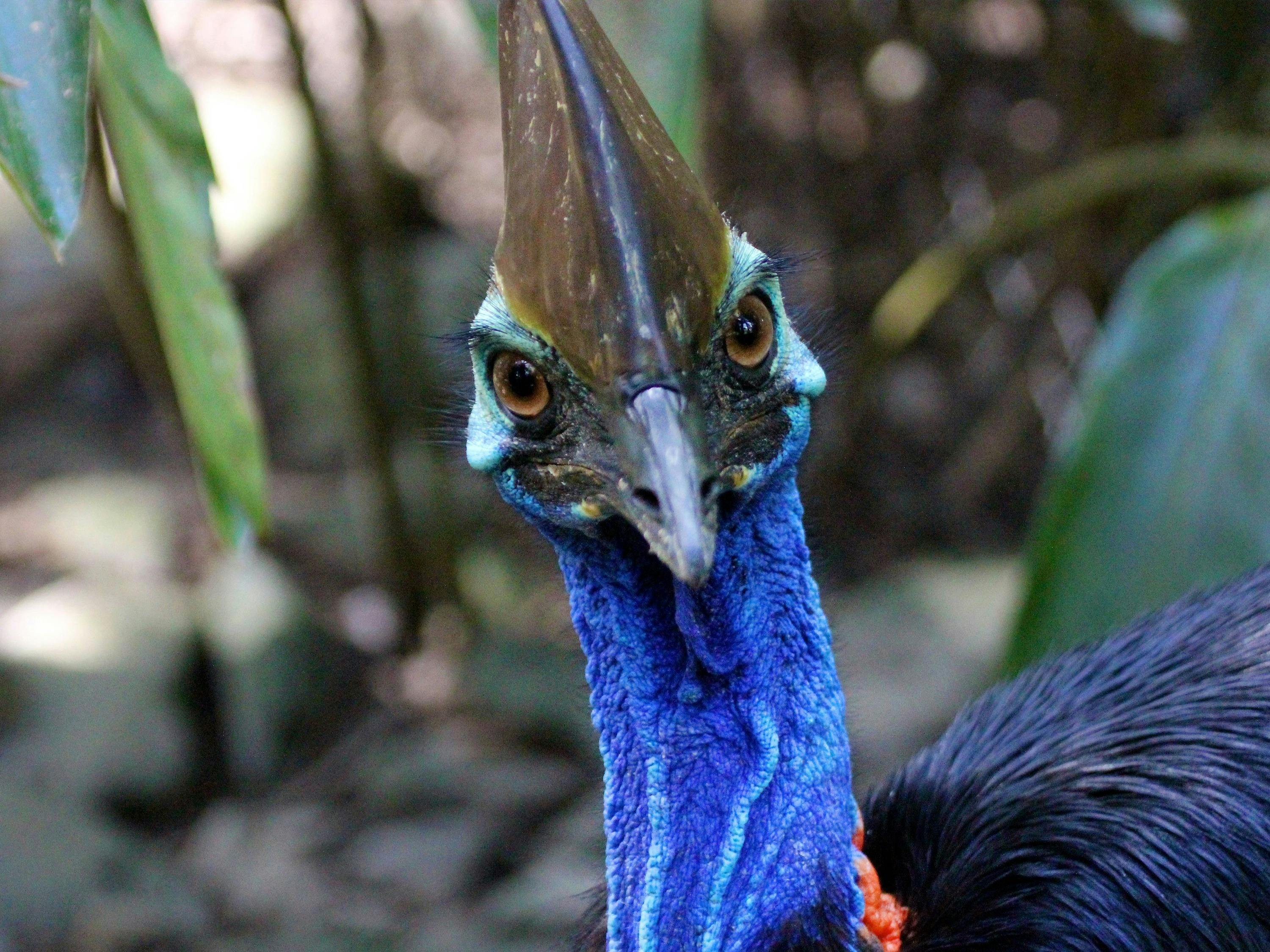 endangered cassowary at Wildlife Habitat Port Douglas