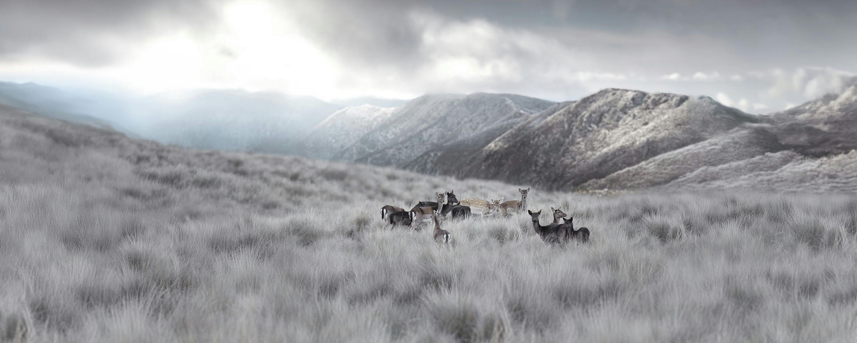 Wild Venison