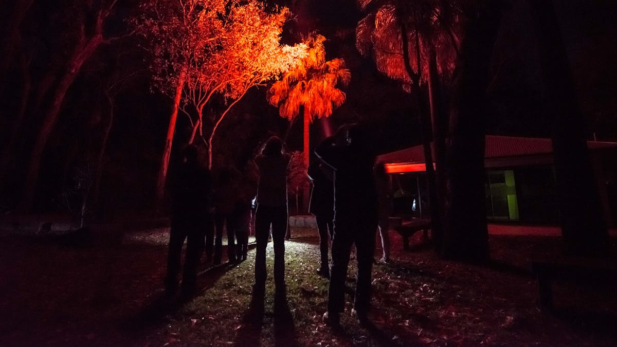 Using binoculars, a tour group observes the nocturnal wildlife of Carnarvon Gorge under red light.