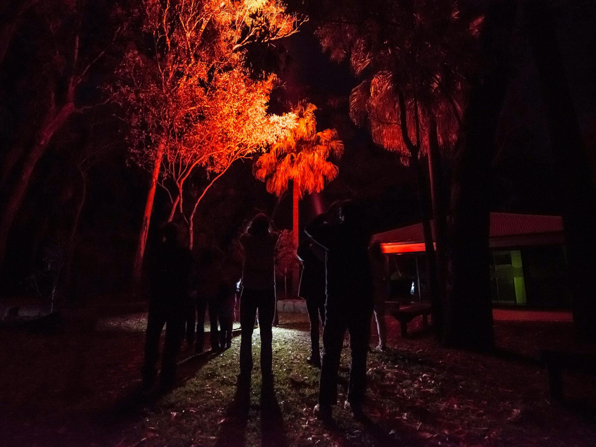 Using binoculars, a tour group observes the nocturnal wildlife of Carnarvon Gorge under red light.