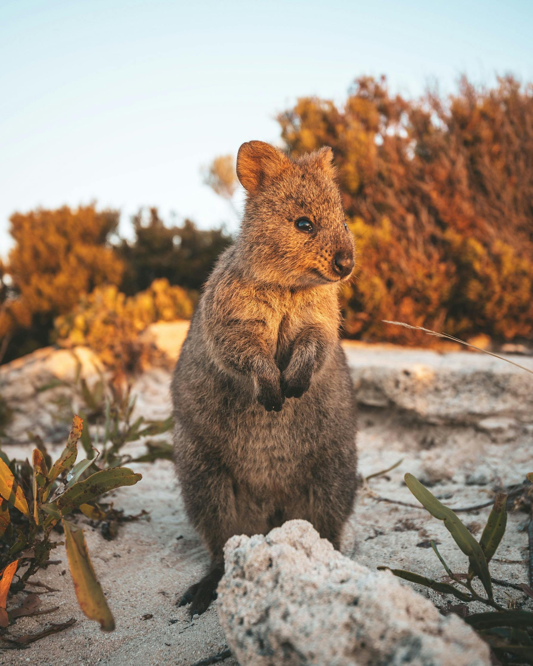 Quokka on Rottnest Island