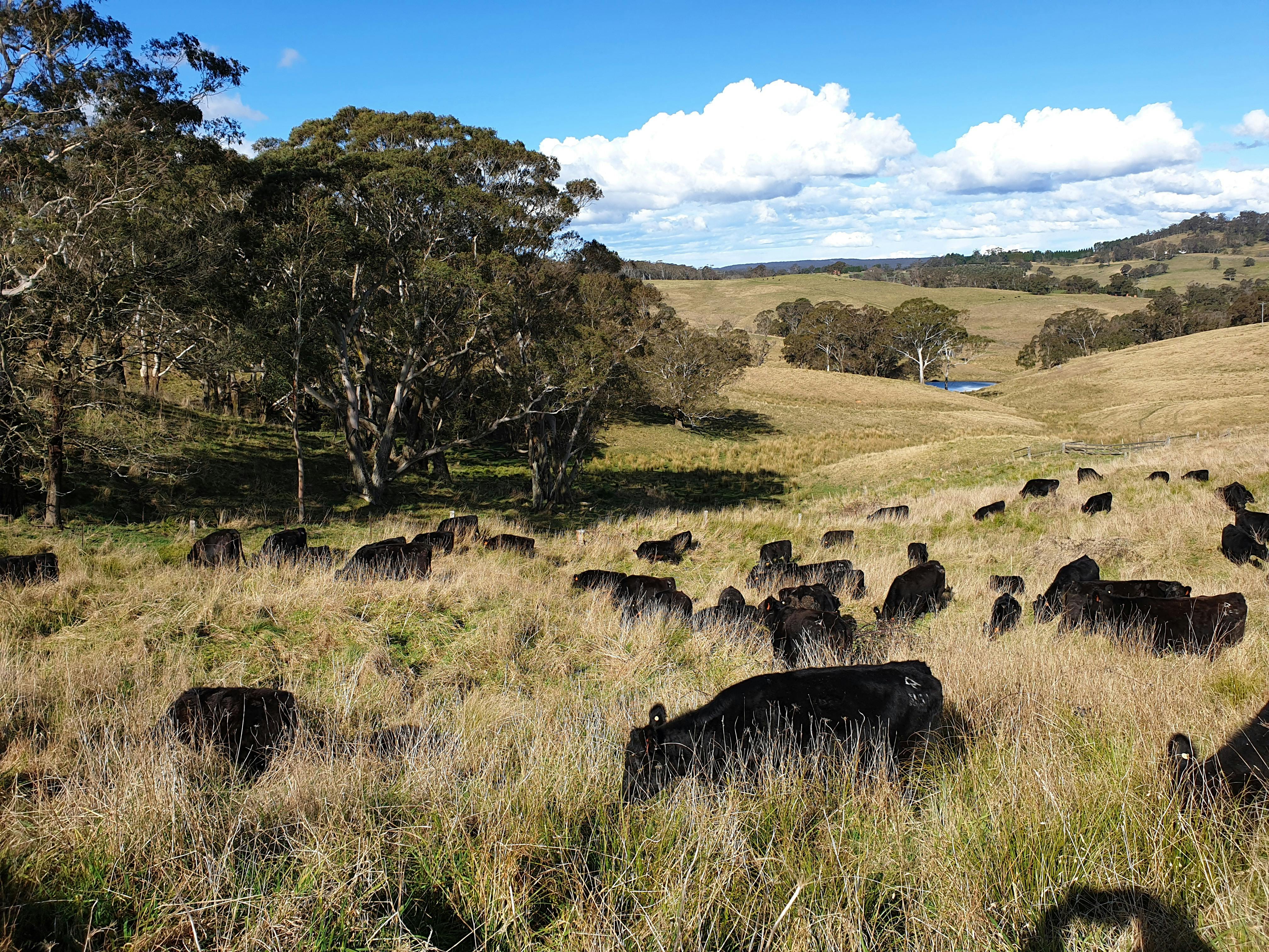 Angus cattle grazing