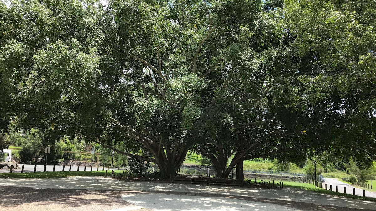 Fig Tree