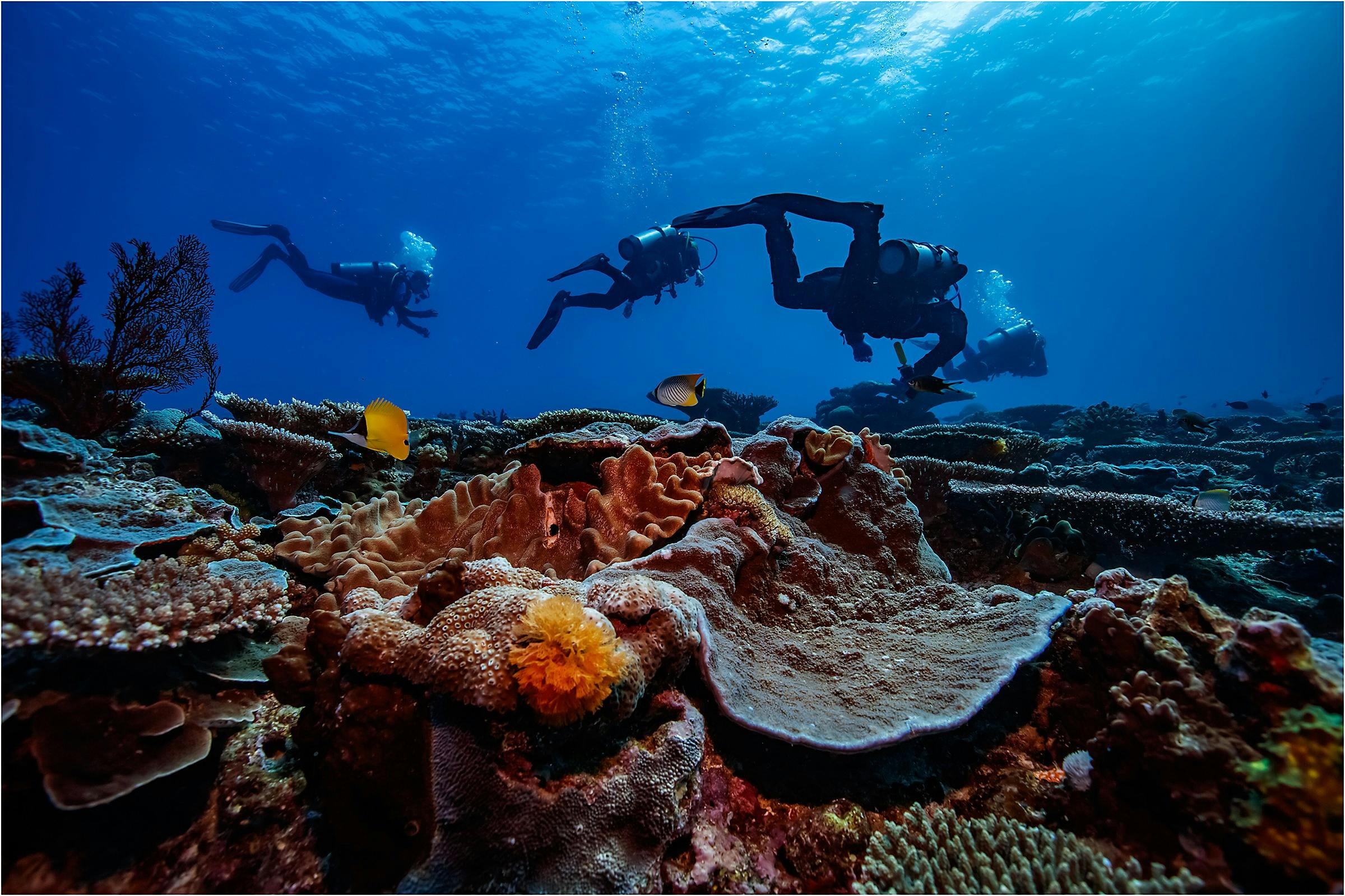 Scuba Diving Great Barrier Reef