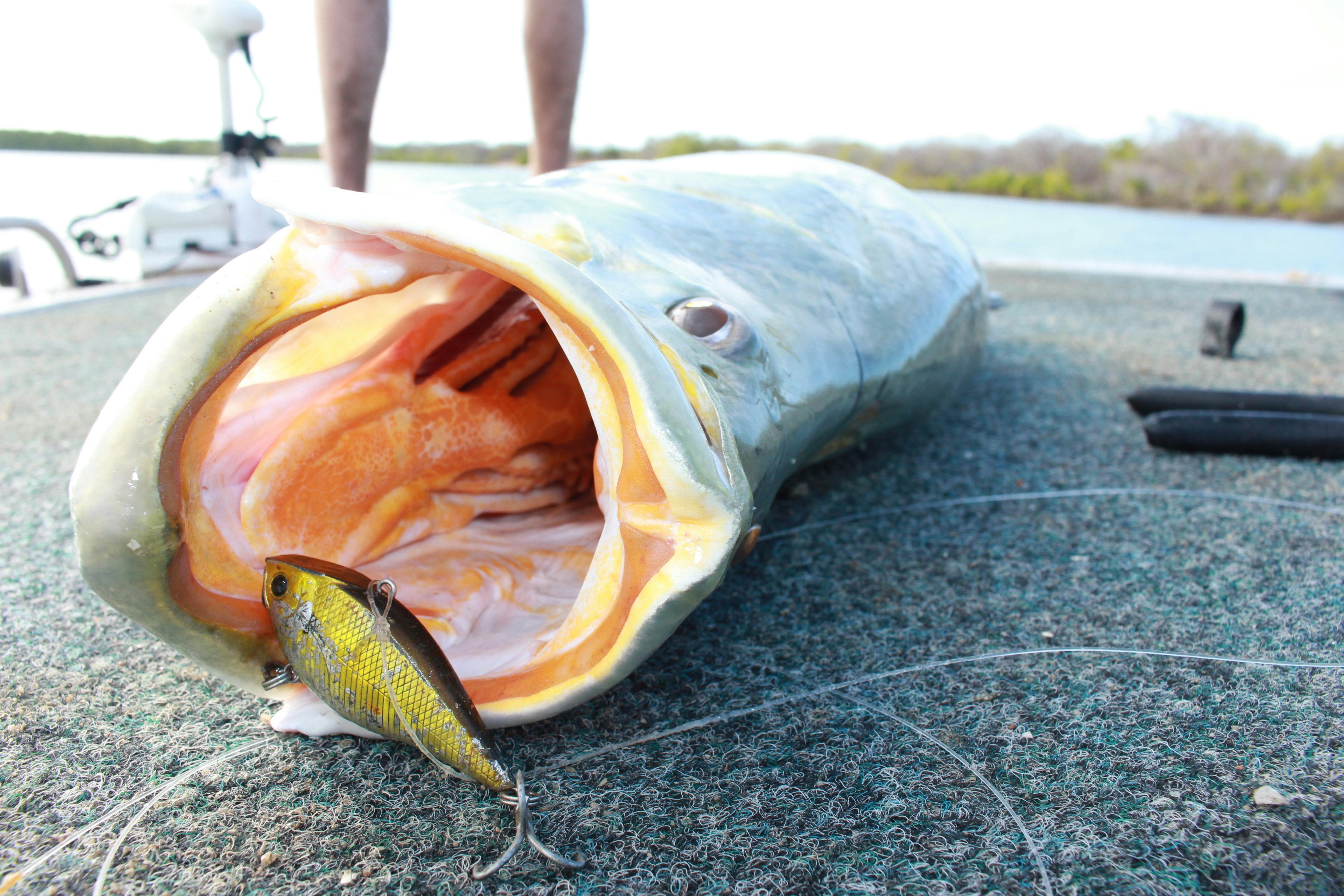 barramundi