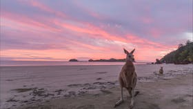 Kangaroos under a pastal sky at Cape Hillsborough