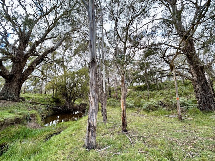 Large gum trees on either side of creek with smaller trees & grass.