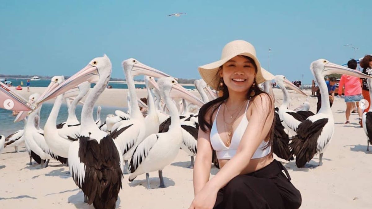 Pelican Feeding - Gold Coast