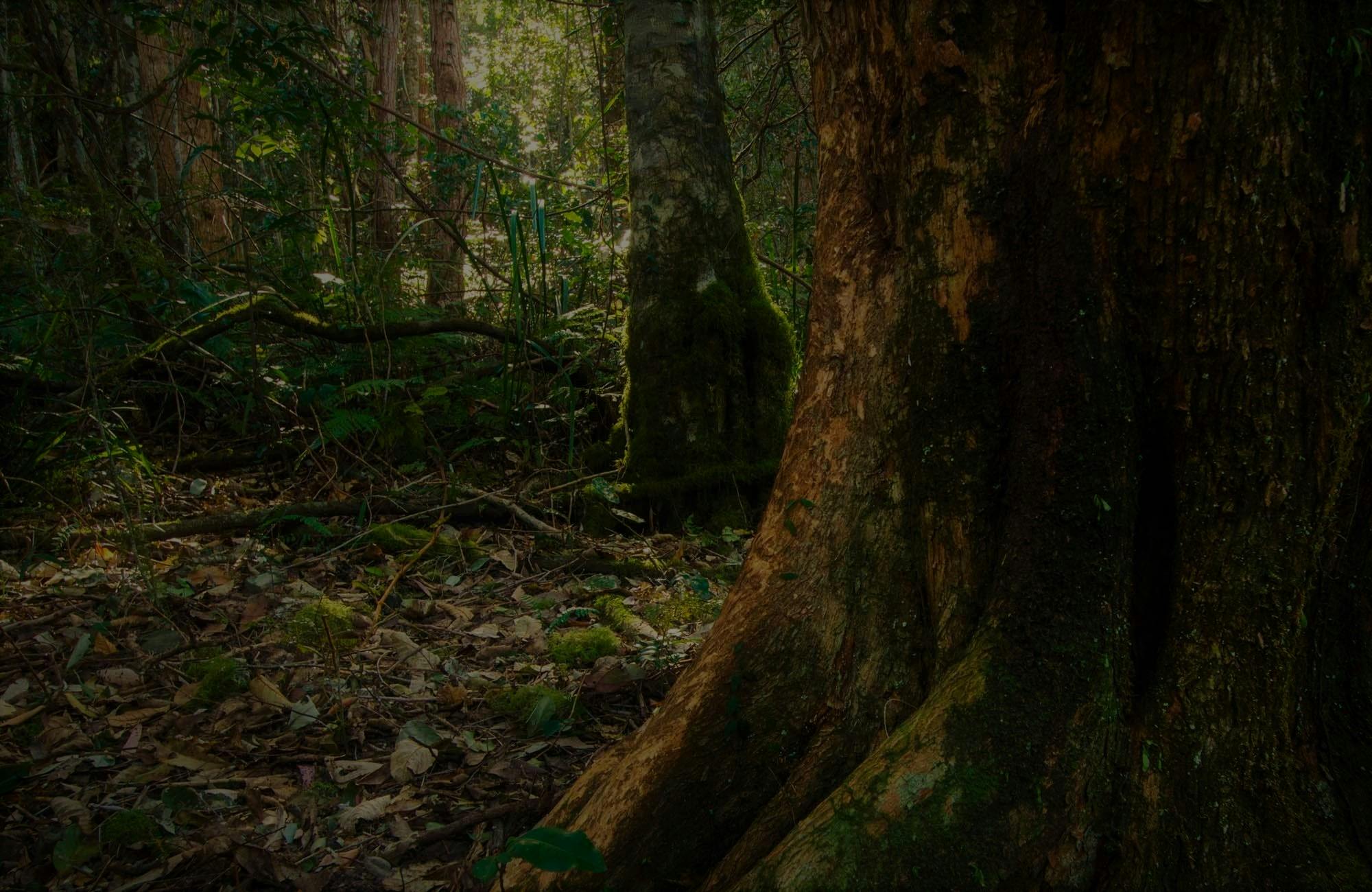コープランドトップスSCAの隠された宝の道