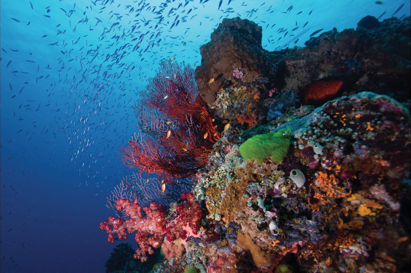 Самое большое скопление островов в мировом океане. Барьерный риф Тихого океана. Коралловый Барьерный риф. Большой Барьерный риф подводный мир. Коралловые рифы Тихого океана.