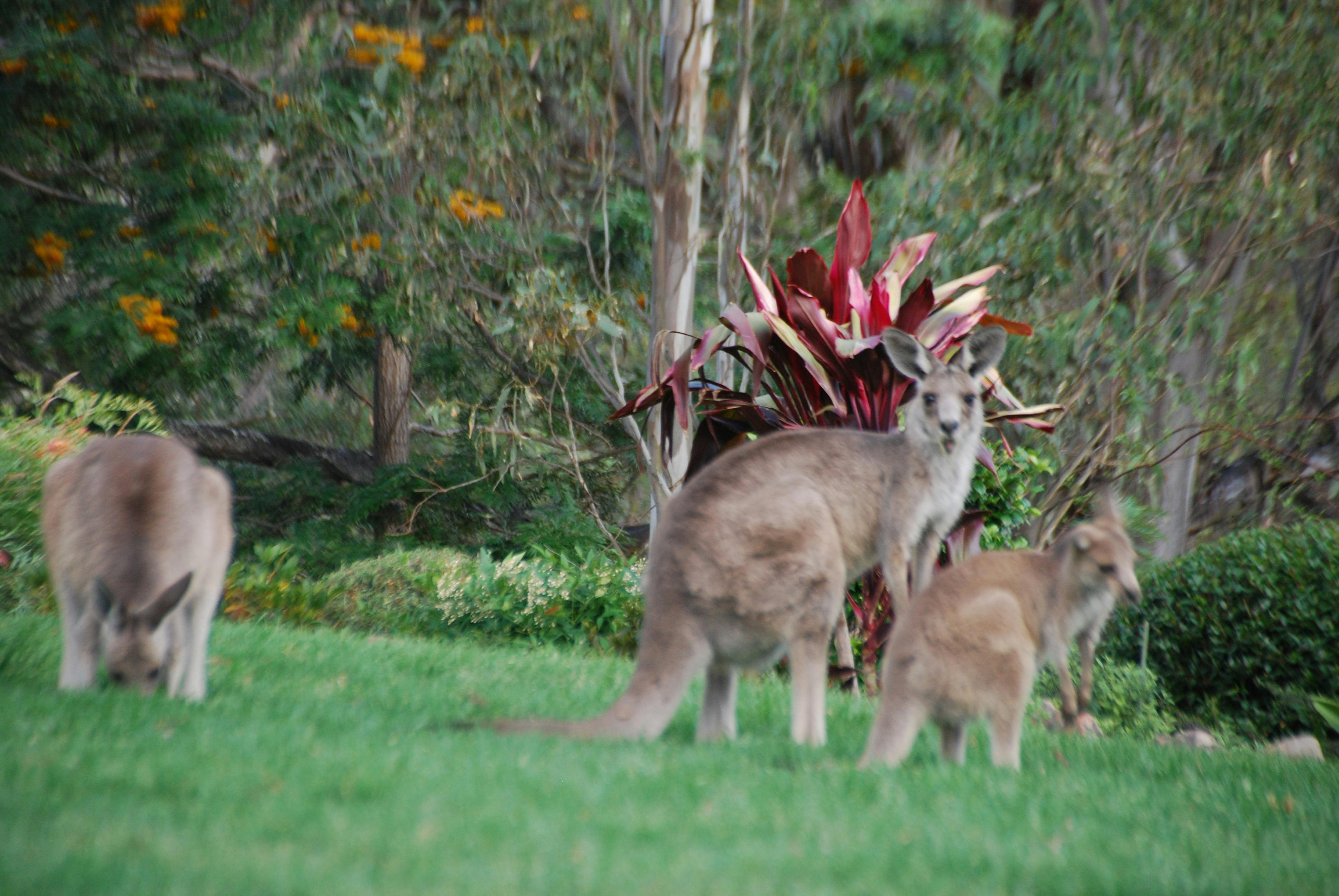 A couple of kangaroos in the garden at Mt Schoenstatt