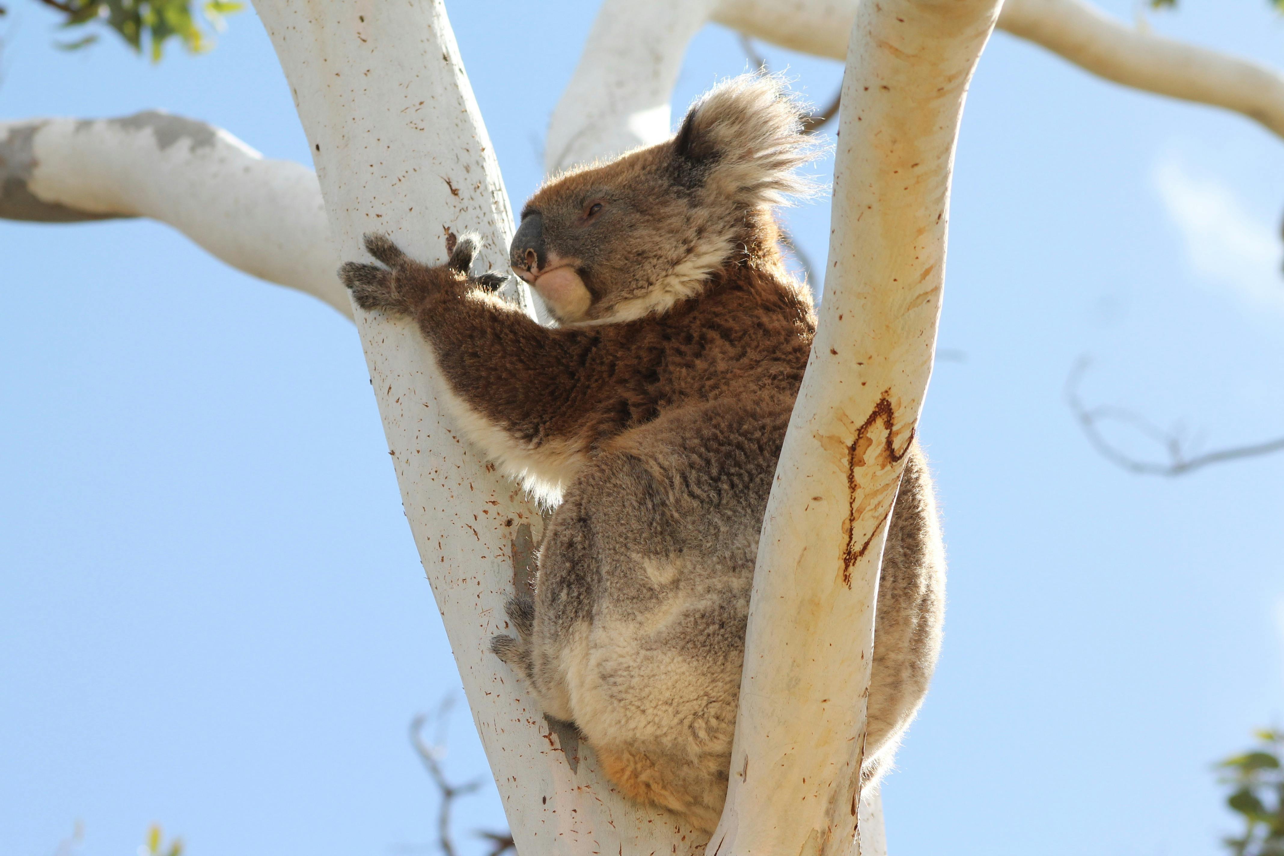 Koala sitting in a tree