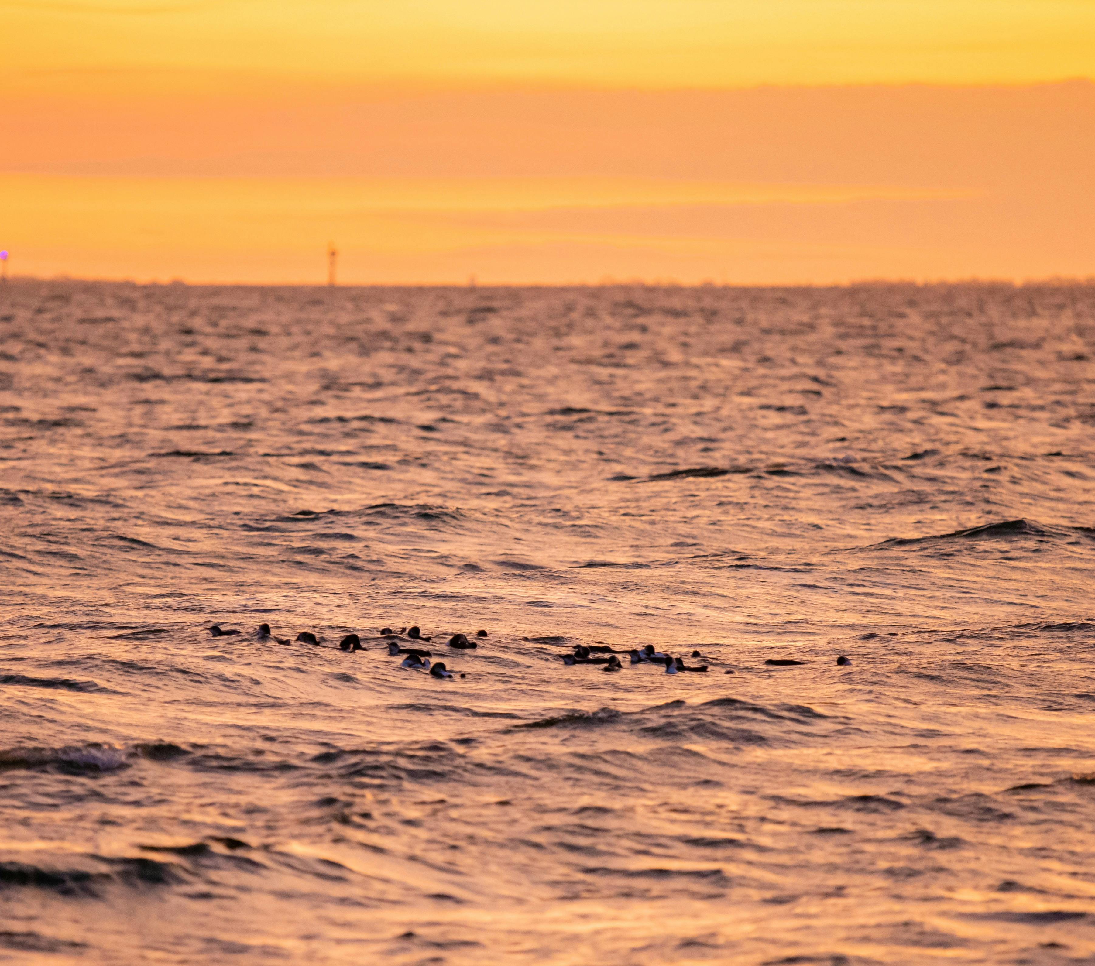 Little Blue penguins at sunset