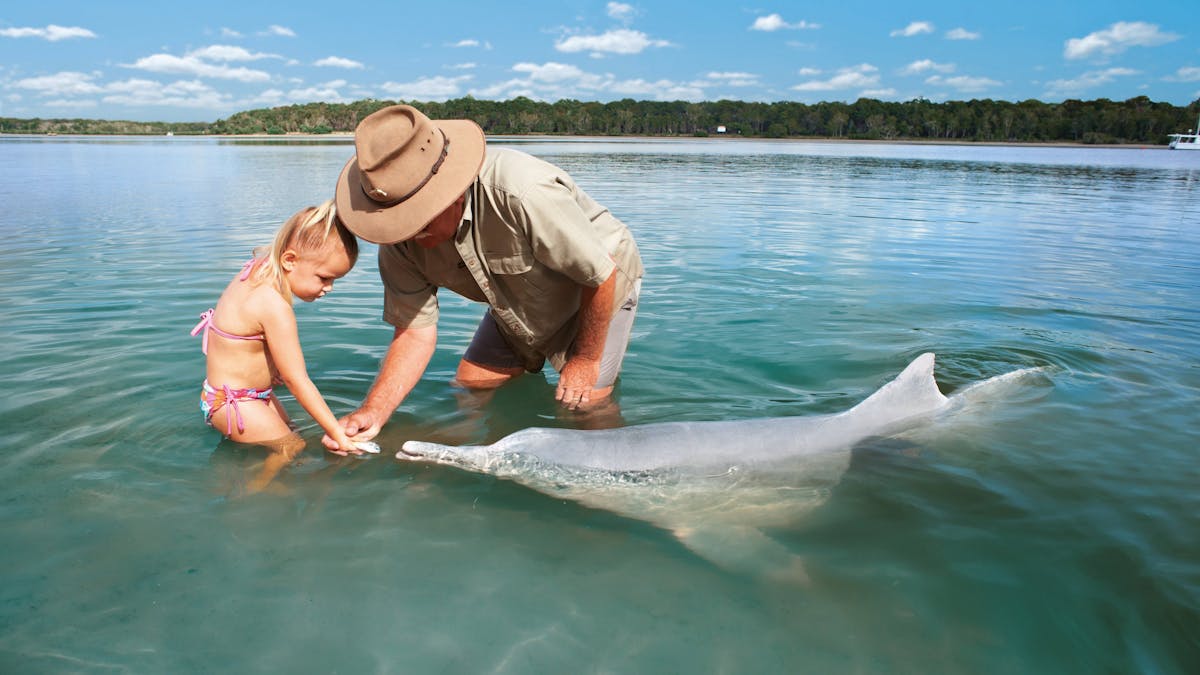 Tin Can Bay dolphin feeding Tin Can Bay dolphin feeding