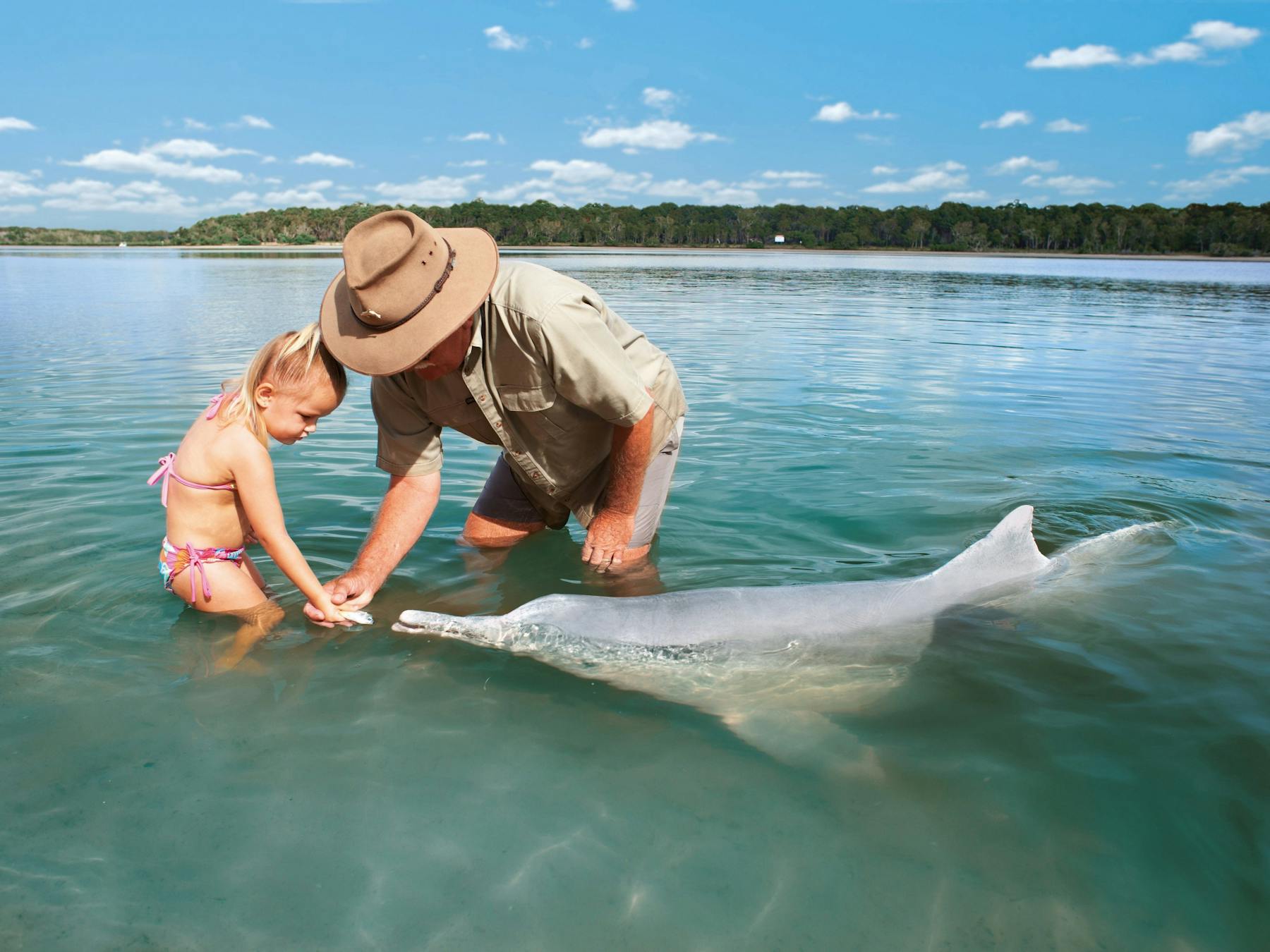 Tin Can Bay dolphin feeding