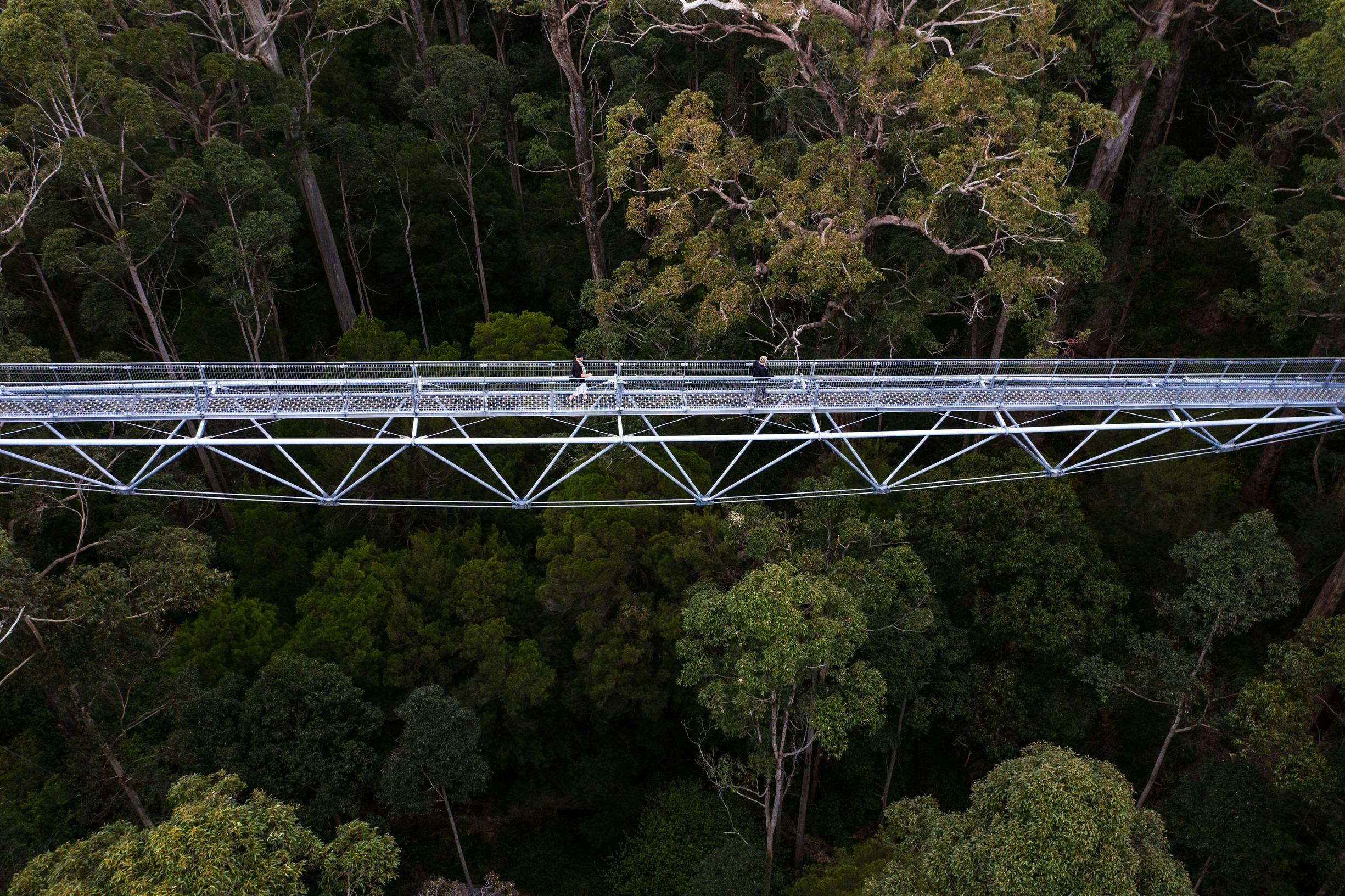 Valley of the Giants, Tree Top Walk