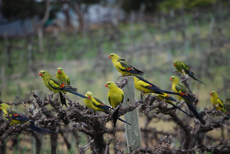 Whistling Kite Biodynamic Wines