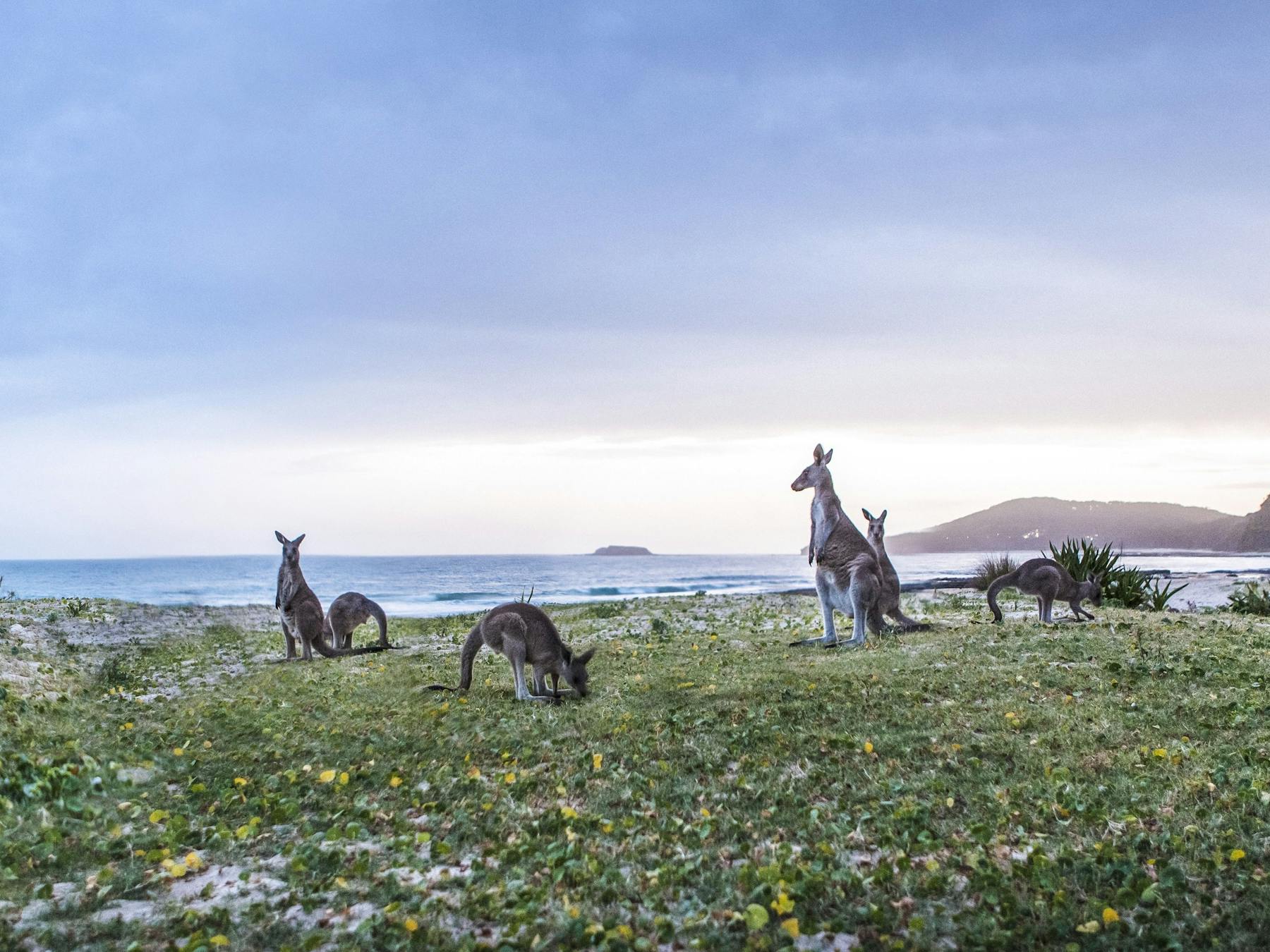 Kangaroos at Pretty Beach, Murramarang National Park