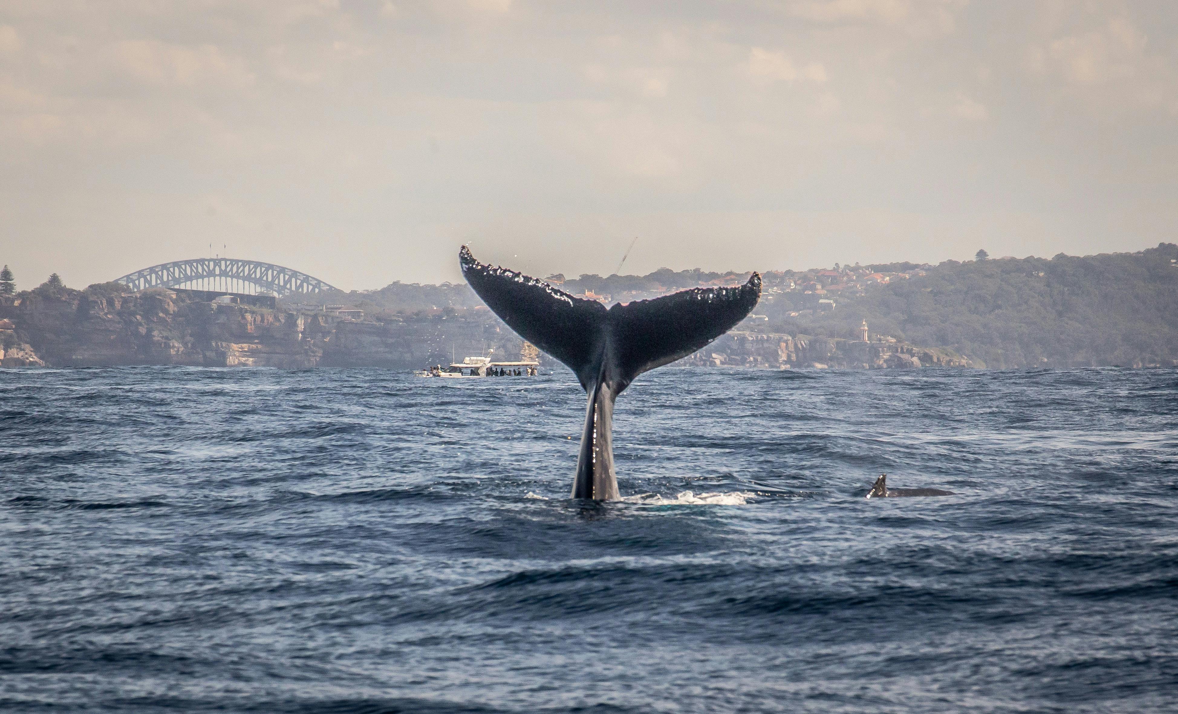 A whale of a Tail at Sydney Whale Whisperer