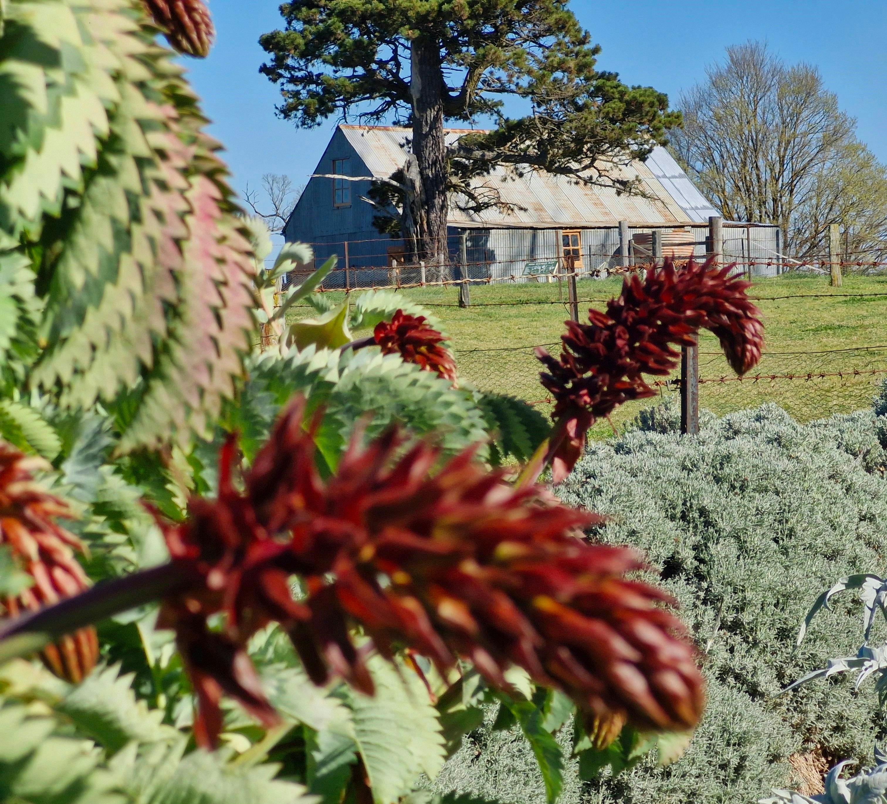 Looking from the Picking Garden towards the Milking Shed