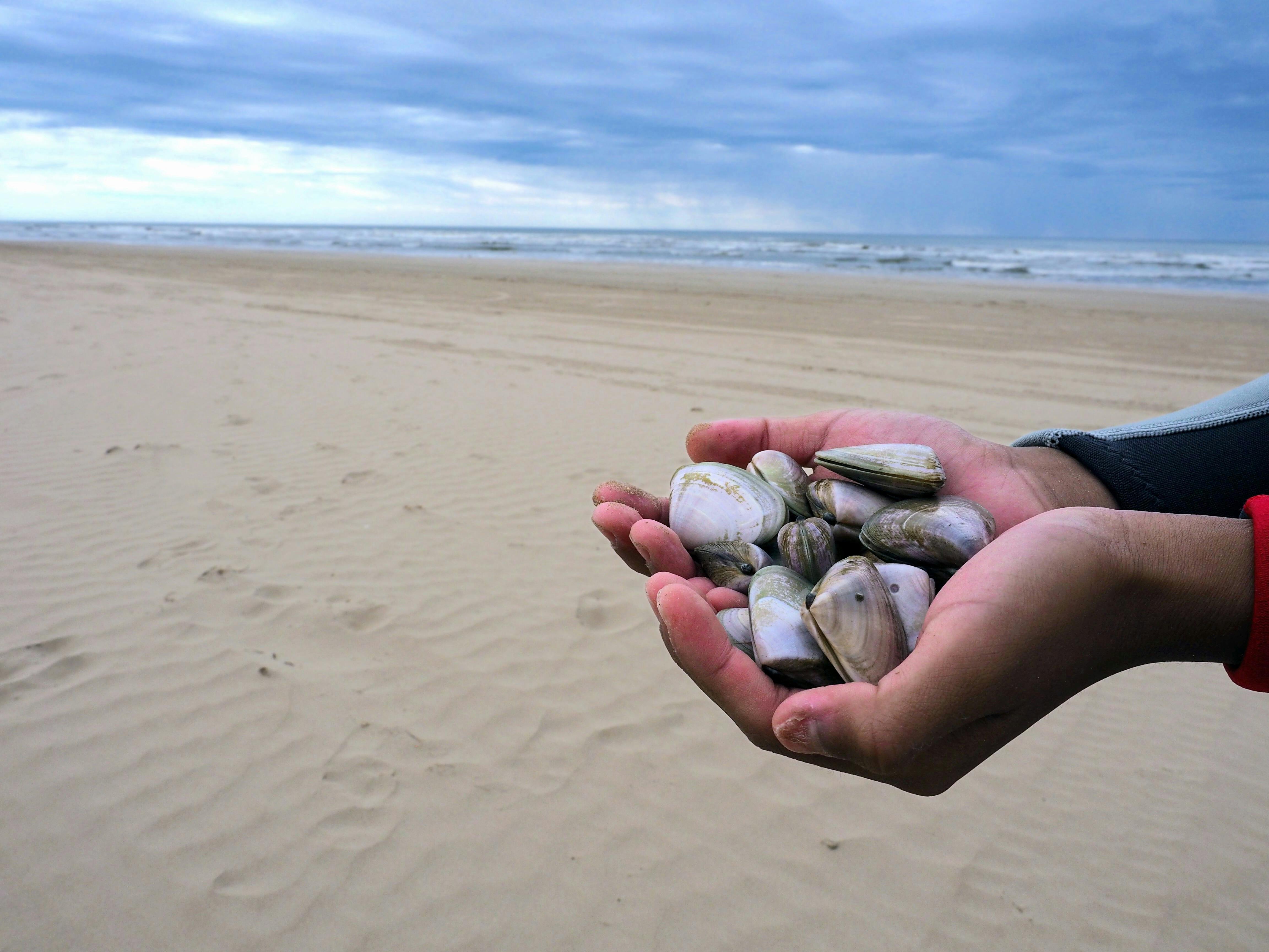 Learn the art of harvesting them sustainably