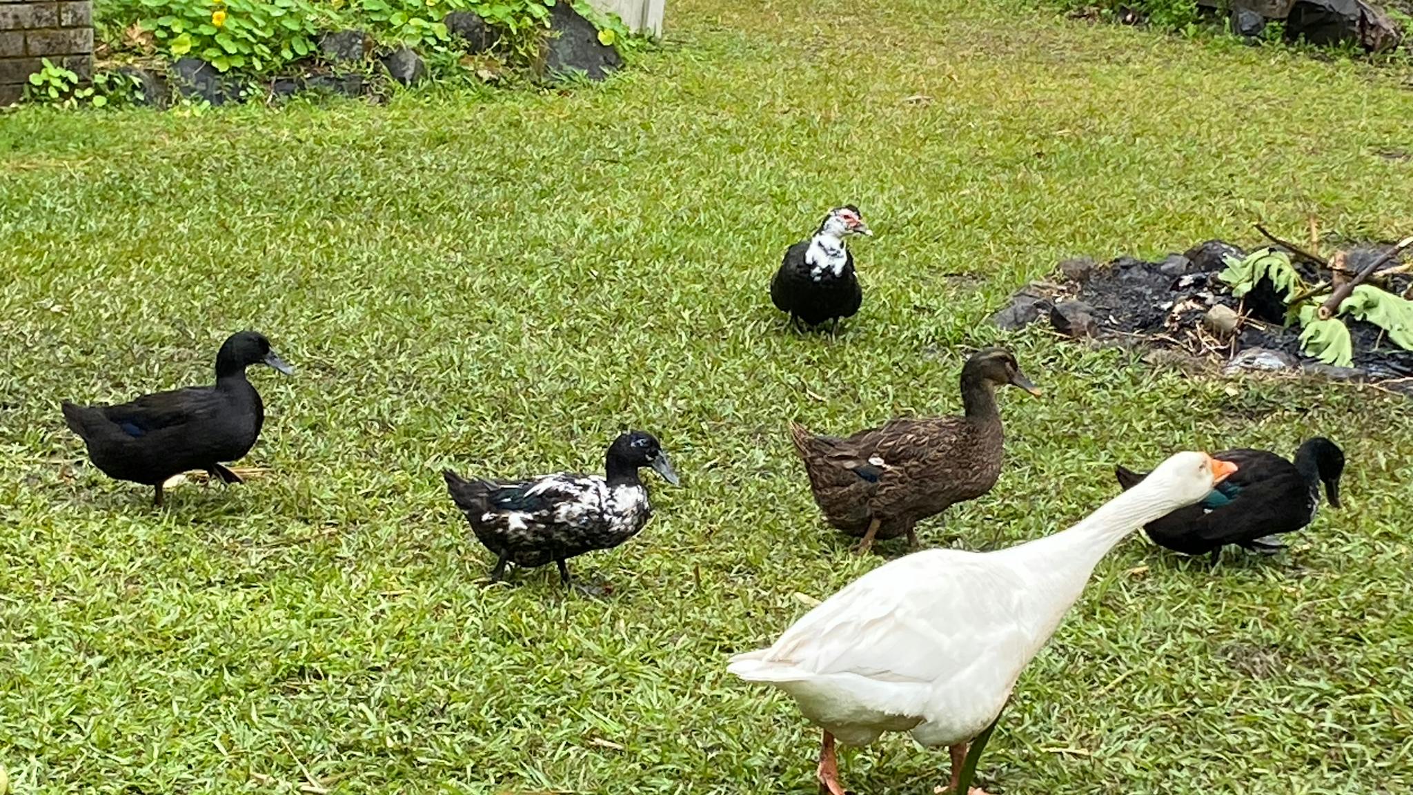 free range birdlife