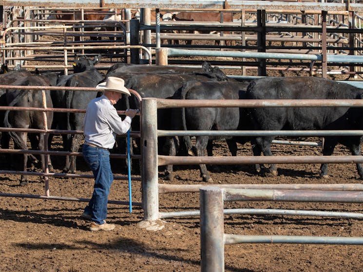 Gunnedah Saleyards