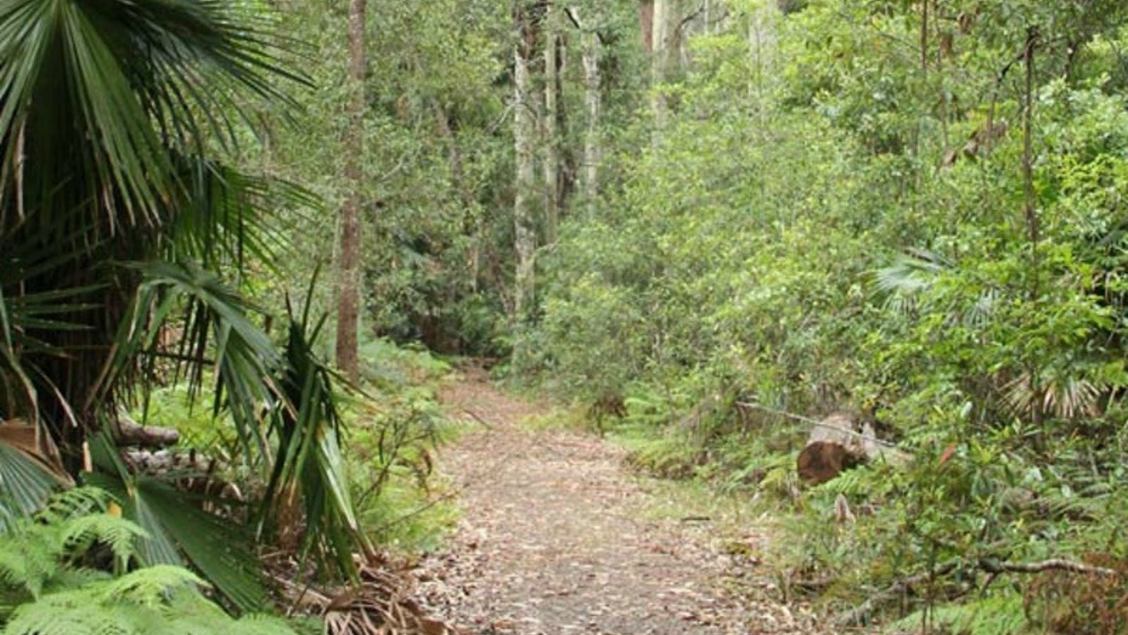 Lake walking track