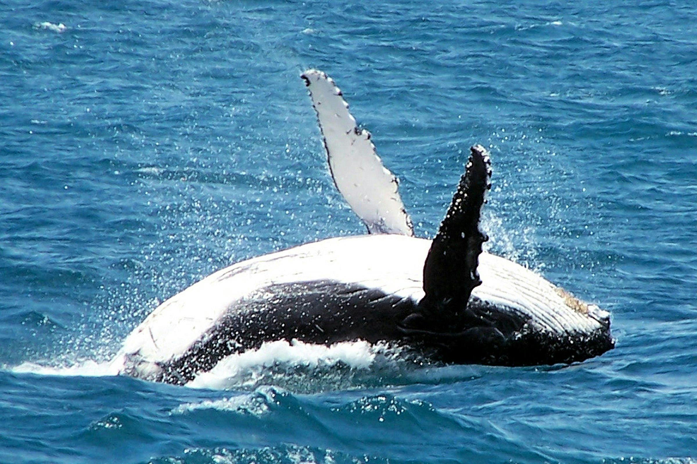 Naturaliste Charters Whale Watching, Dunsborough, Western Australia
