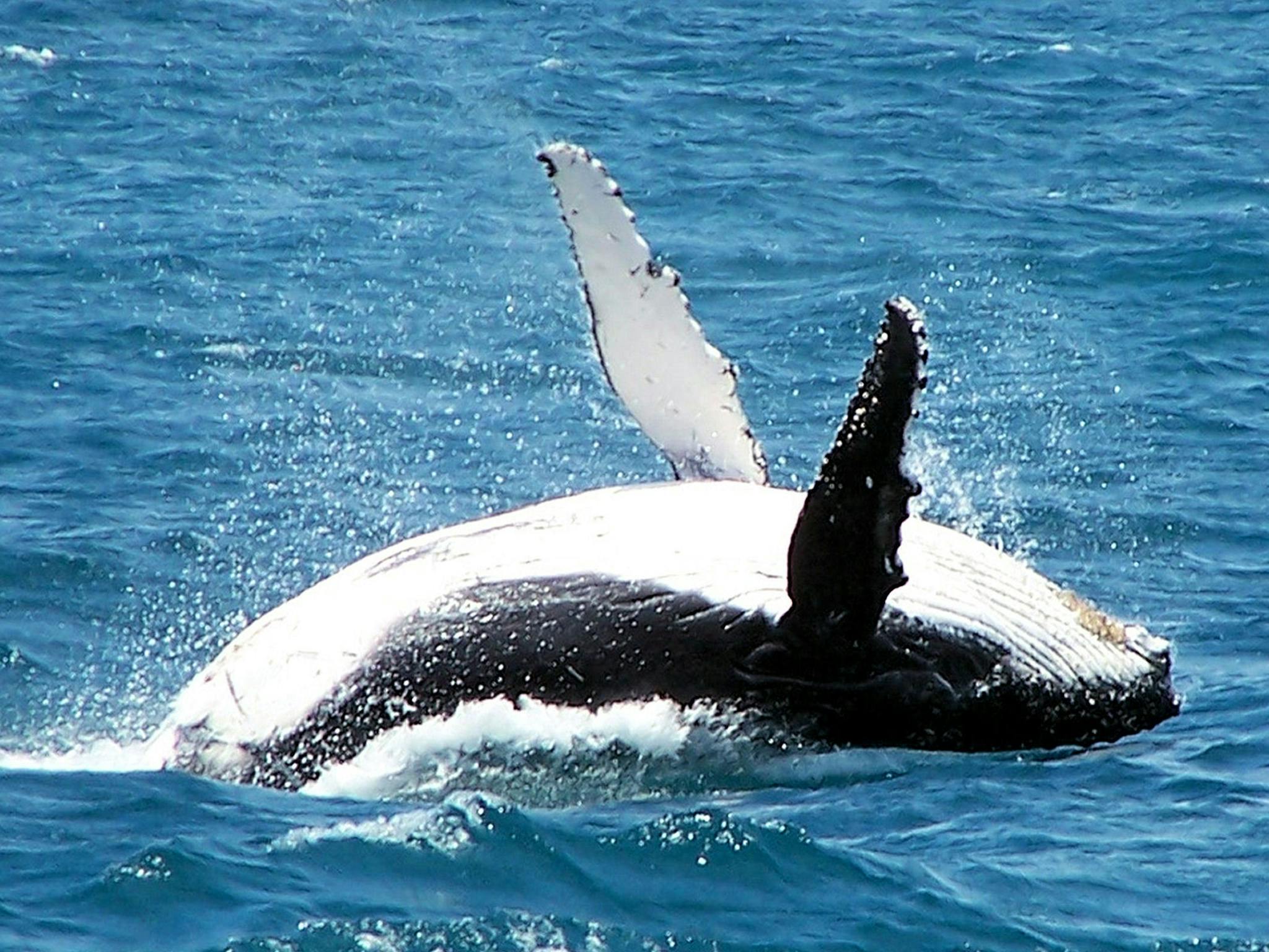 Naturaliste Charters Whale Watching, Dunsborough, Western Australia