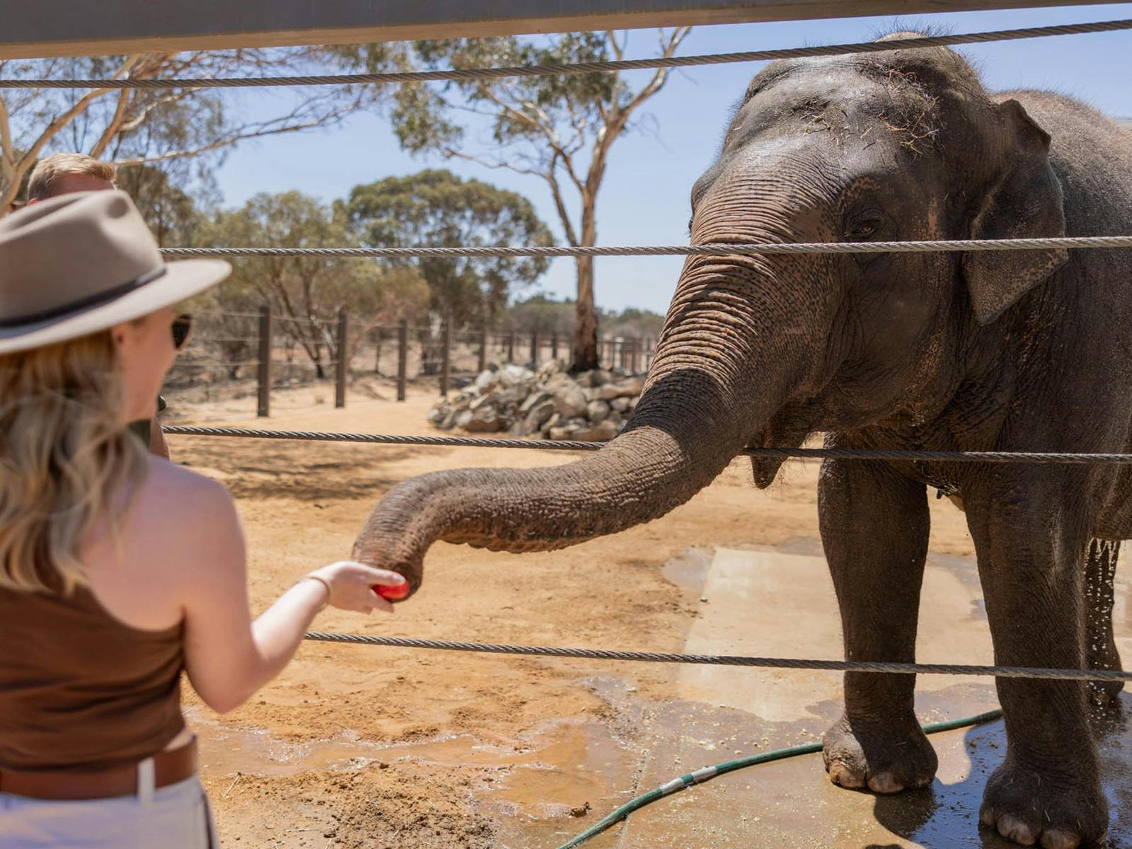A VIP Asian Elephant Experience