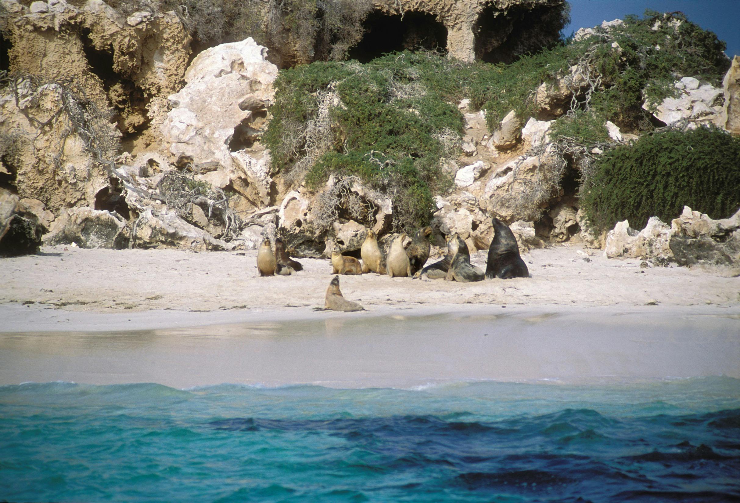 Coral Coast Wildlife, Jurien Bay, Western Australia