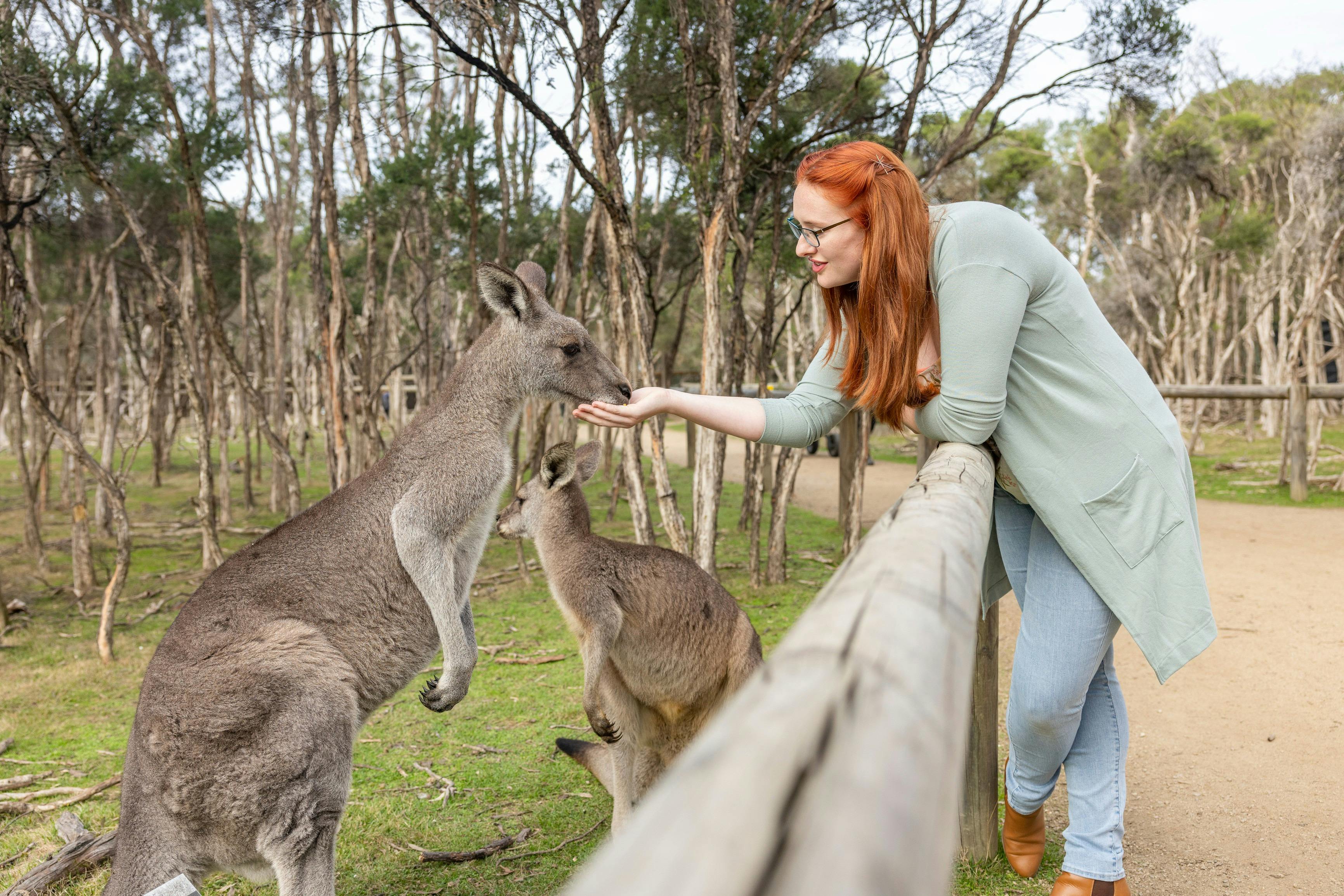 Kangaroos