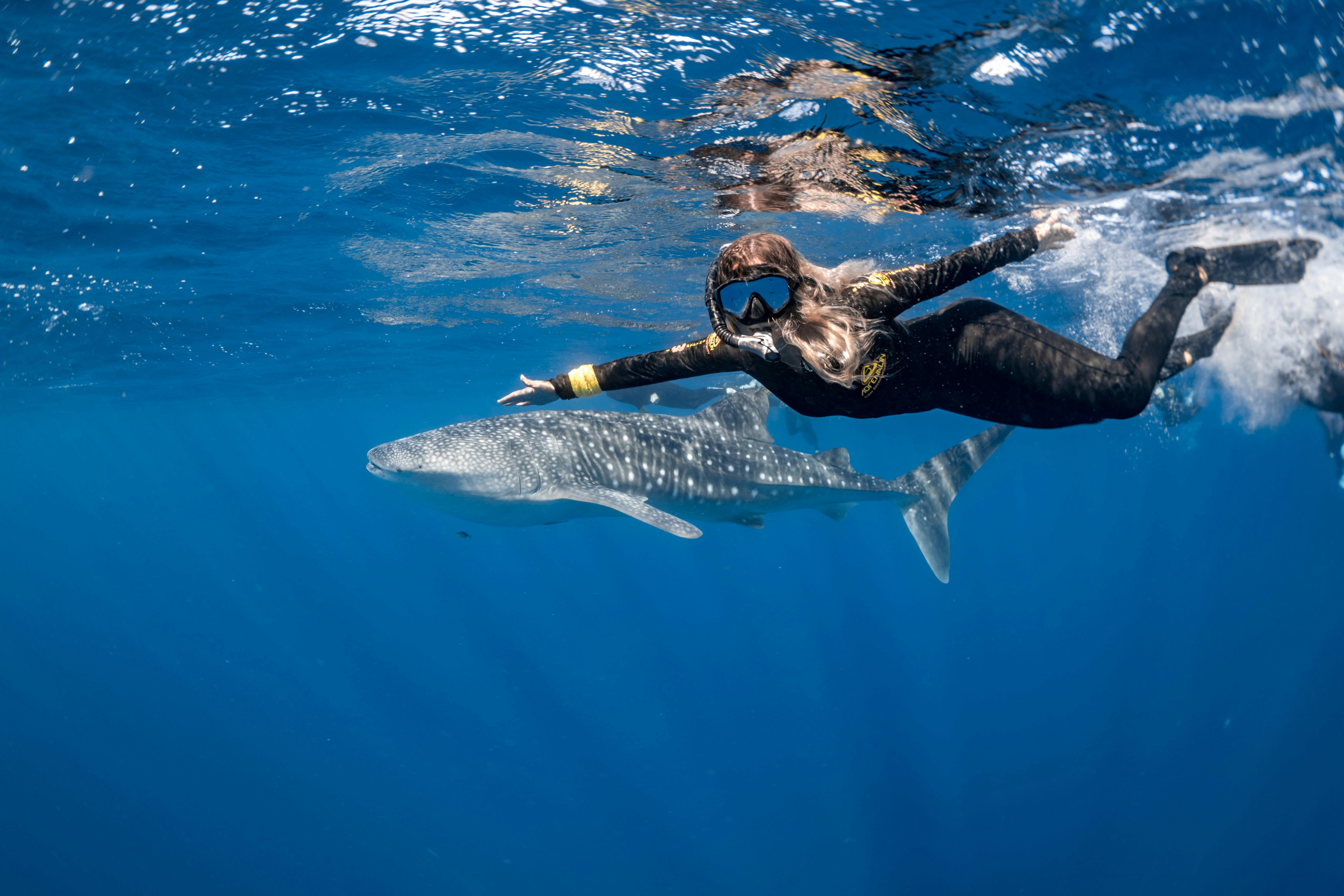 Guest swimming alongside a whale shark