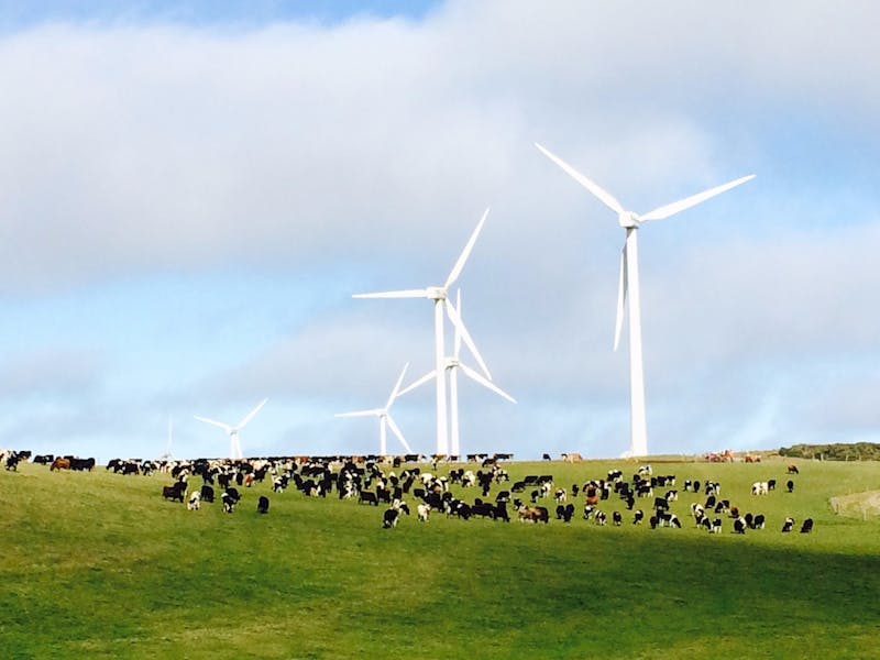 cattle grazing beneath majestic towers