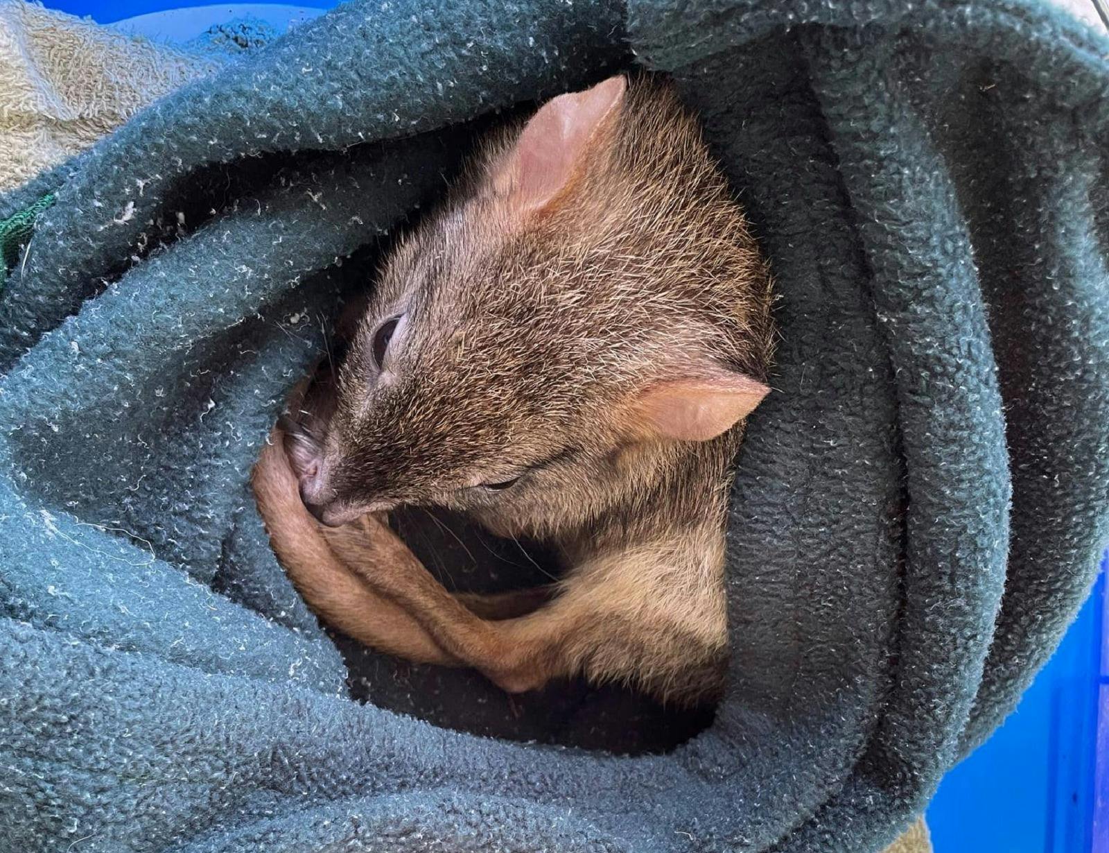 Kanyana Wildlife Rehabilitation Centre